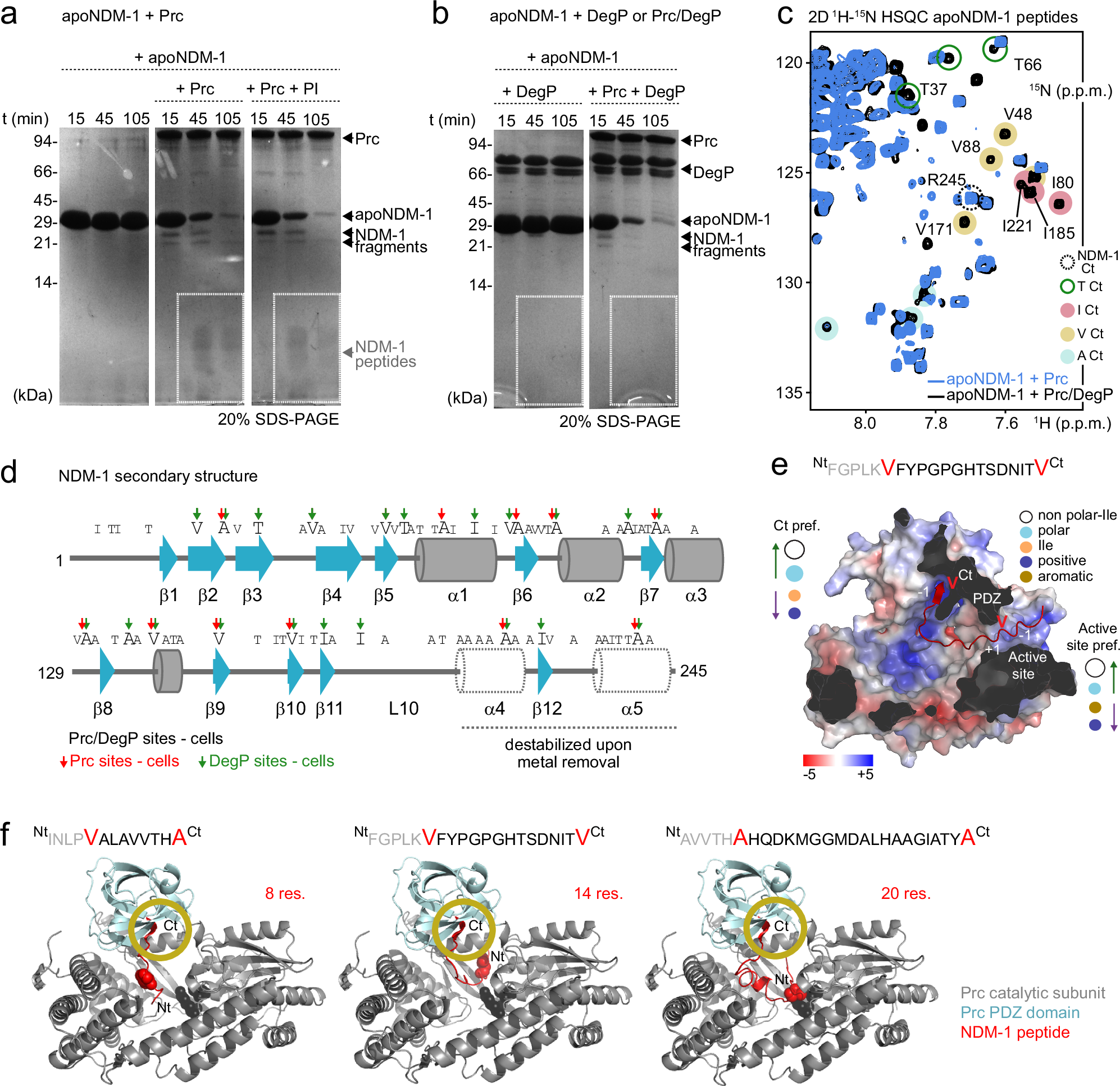 Fig. 4: Structural determinants of apoNDM-1 recognition and proteolysis by Prc and DegP.