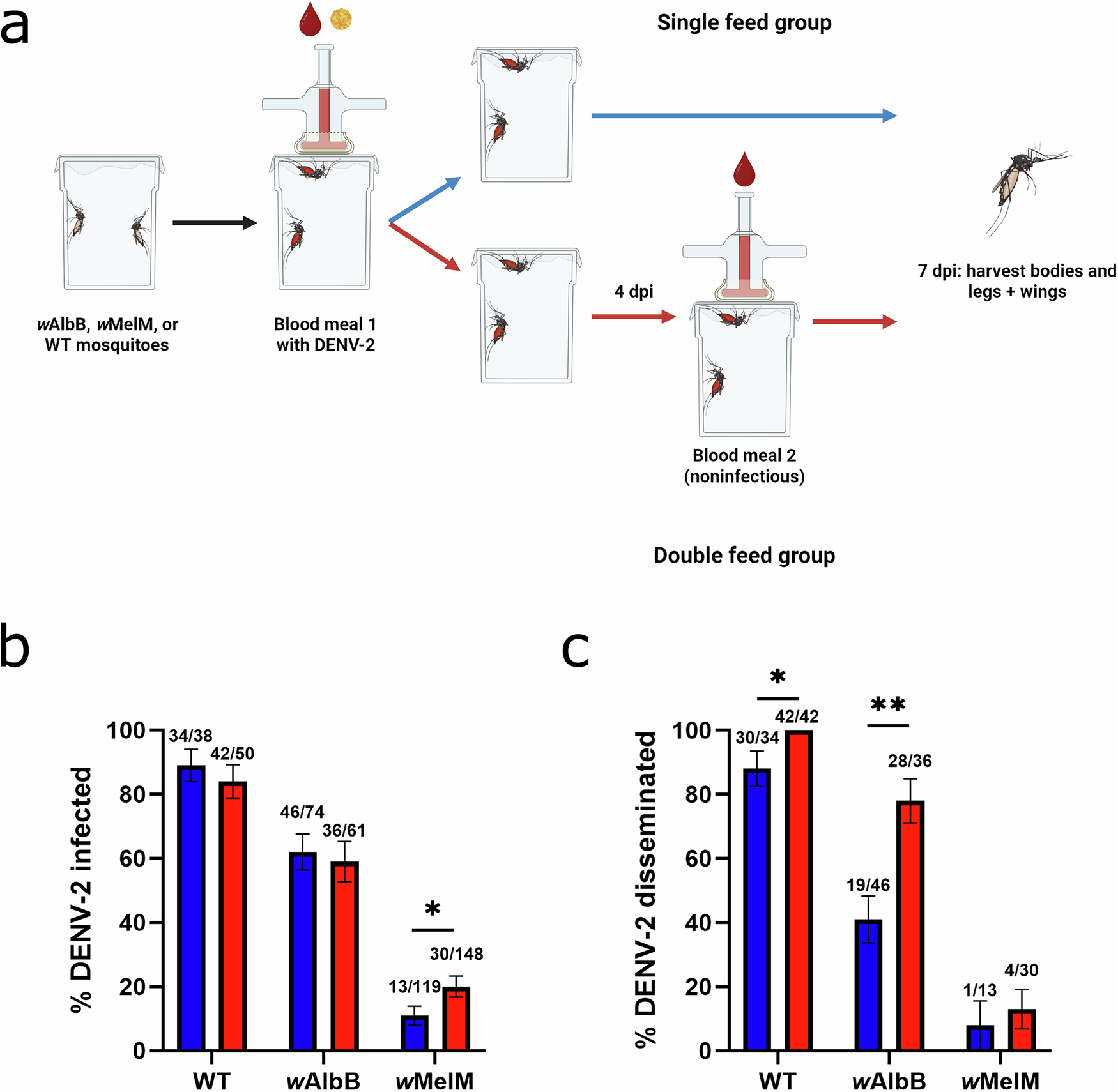 Fig. 1: Transinfection with wAlbB or wMelM Wolbachia reduces DENV-2 infection in Ae. aegypti and successive feeding leads to higher rates of dissemination in wildtype (WT) and wAlbB mosquitoes at 7 dpi.