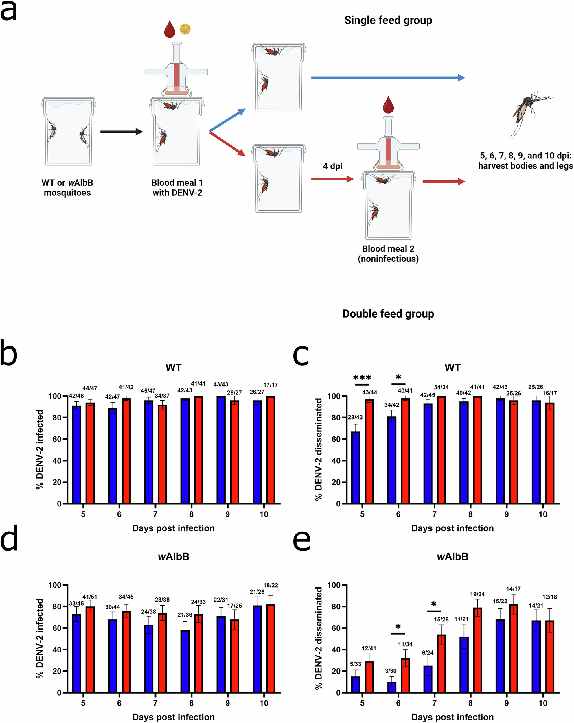 Fig. 3: Successive feeding accelerates DENV-2 dissemination and shortens the extrinsic incubation period in both WT and wAlbB Wolbachia-transinfected Ae. aegypti.