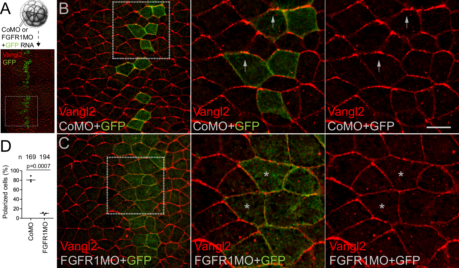 Fig. 1: Disrupted planar cell polarity in the neuroectoderm of FGFR1-depleted embryos.