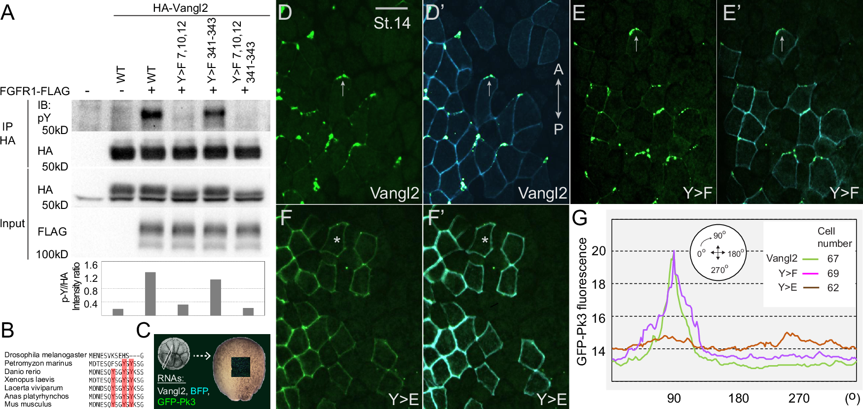 Fig. 5: Anterior accumulation of the Vangl2/Pk3 complex in the neuroectoderm is inhibited by N-terminal tyrosine phosphorylation of Vangl2.