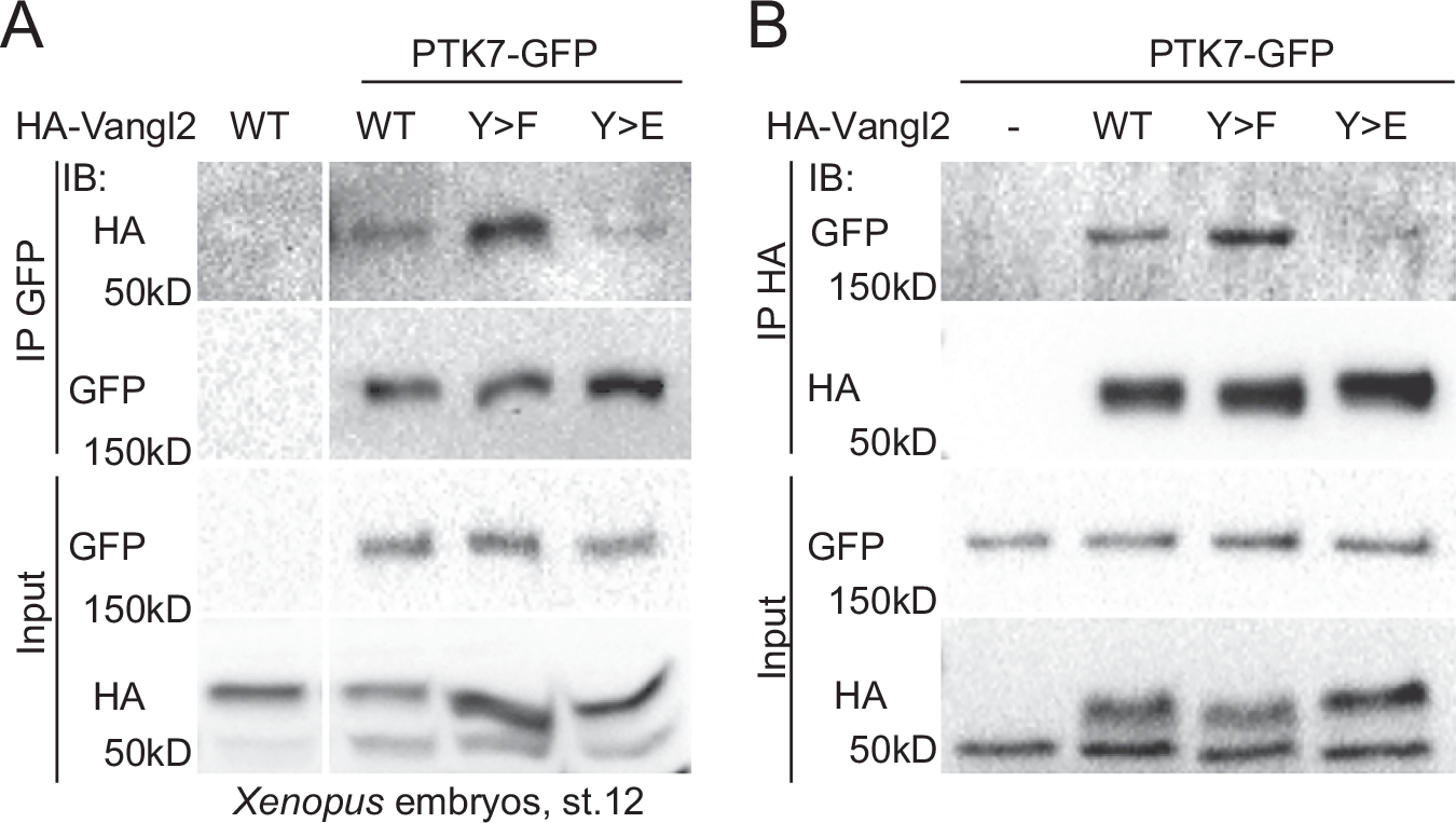 Fig. 7: Vangl2 forms a complex with PTK7 in a tyrosine phosphorylation-dependent manner.
