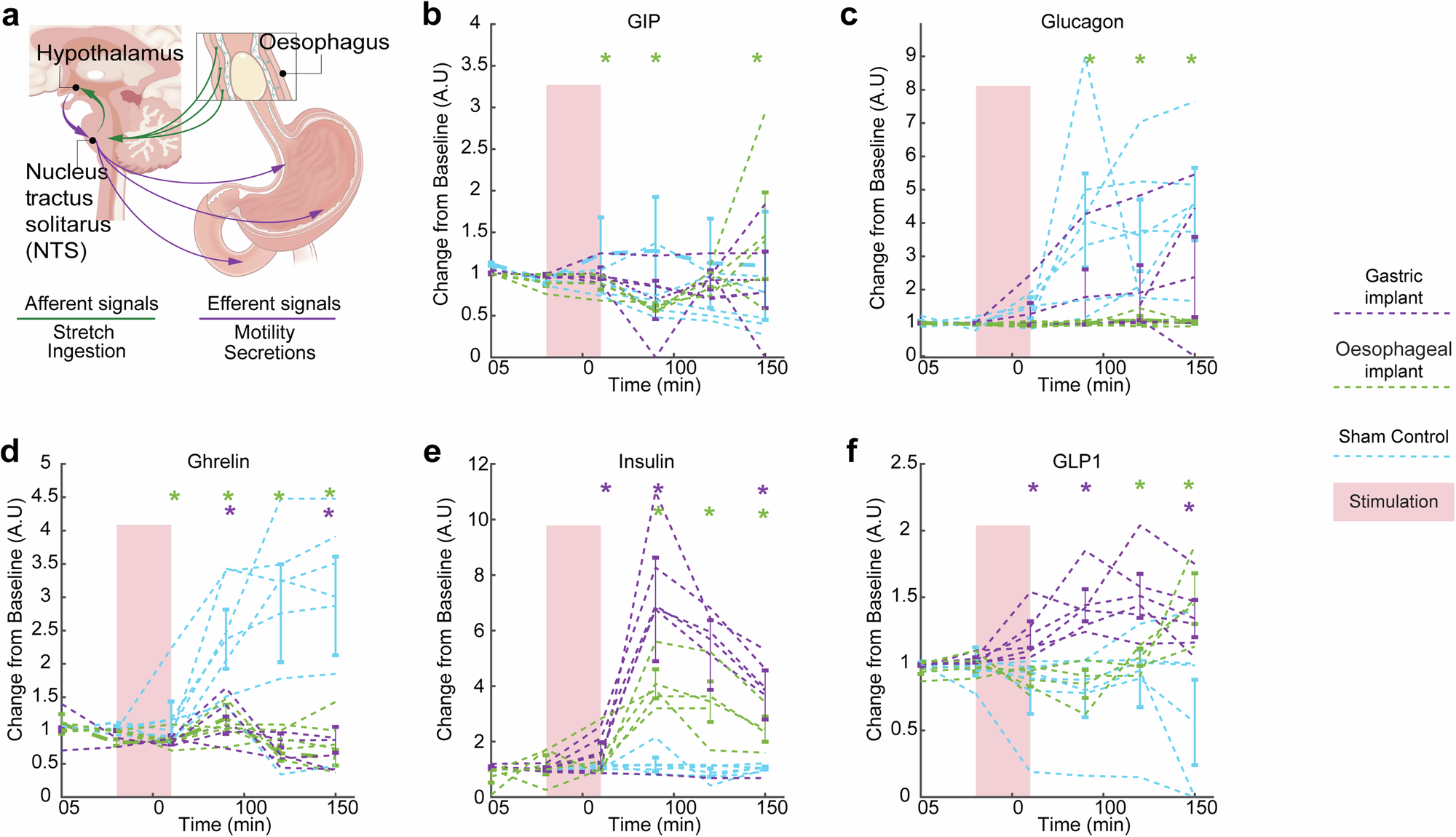 Fig. 6: Neuromodulation of oesophageal vagal afferents yields illusory metabolic satiety.