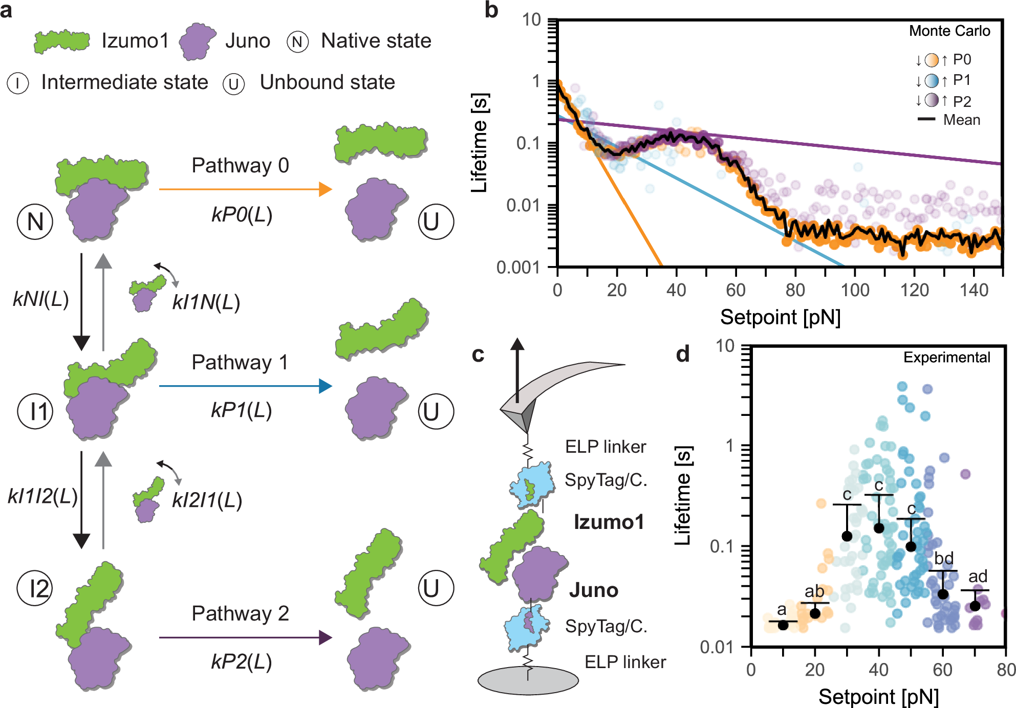 Fig. 3: Modeling and validation of Izumo1:Juno forming a catch bond.