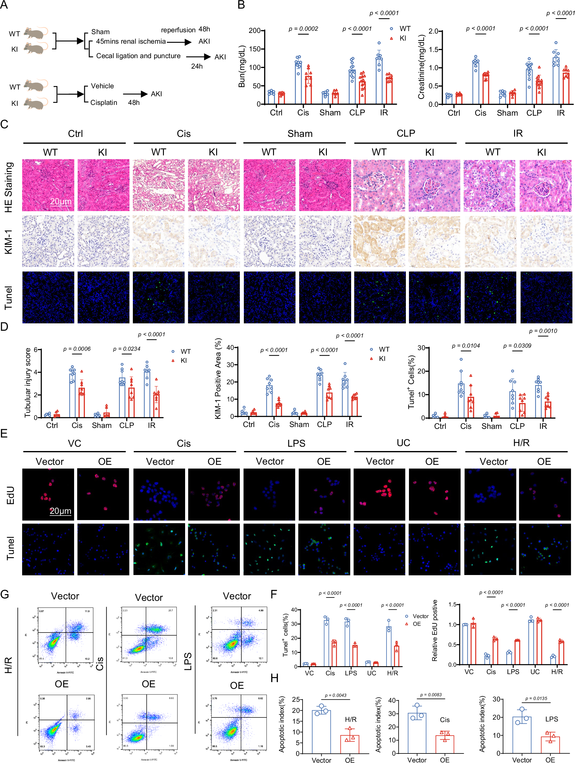 Fig. 2: RSDR Alleviates renal tubular epithelial cell injury in vivo and in vitro.
