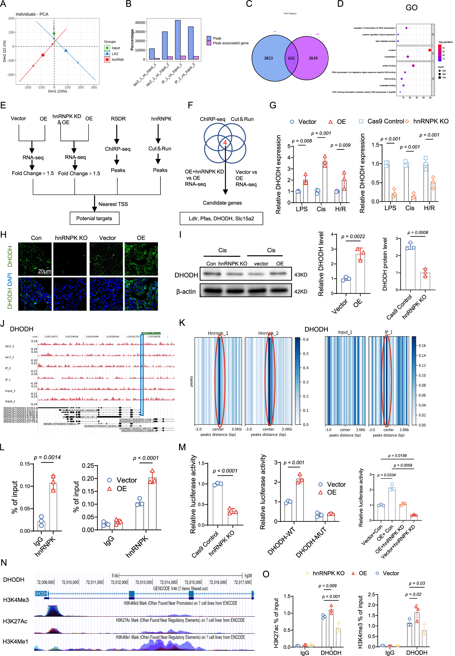 Fig. 5: RSDR and hnRNPK Co-regulate the Transcription of DHODH.