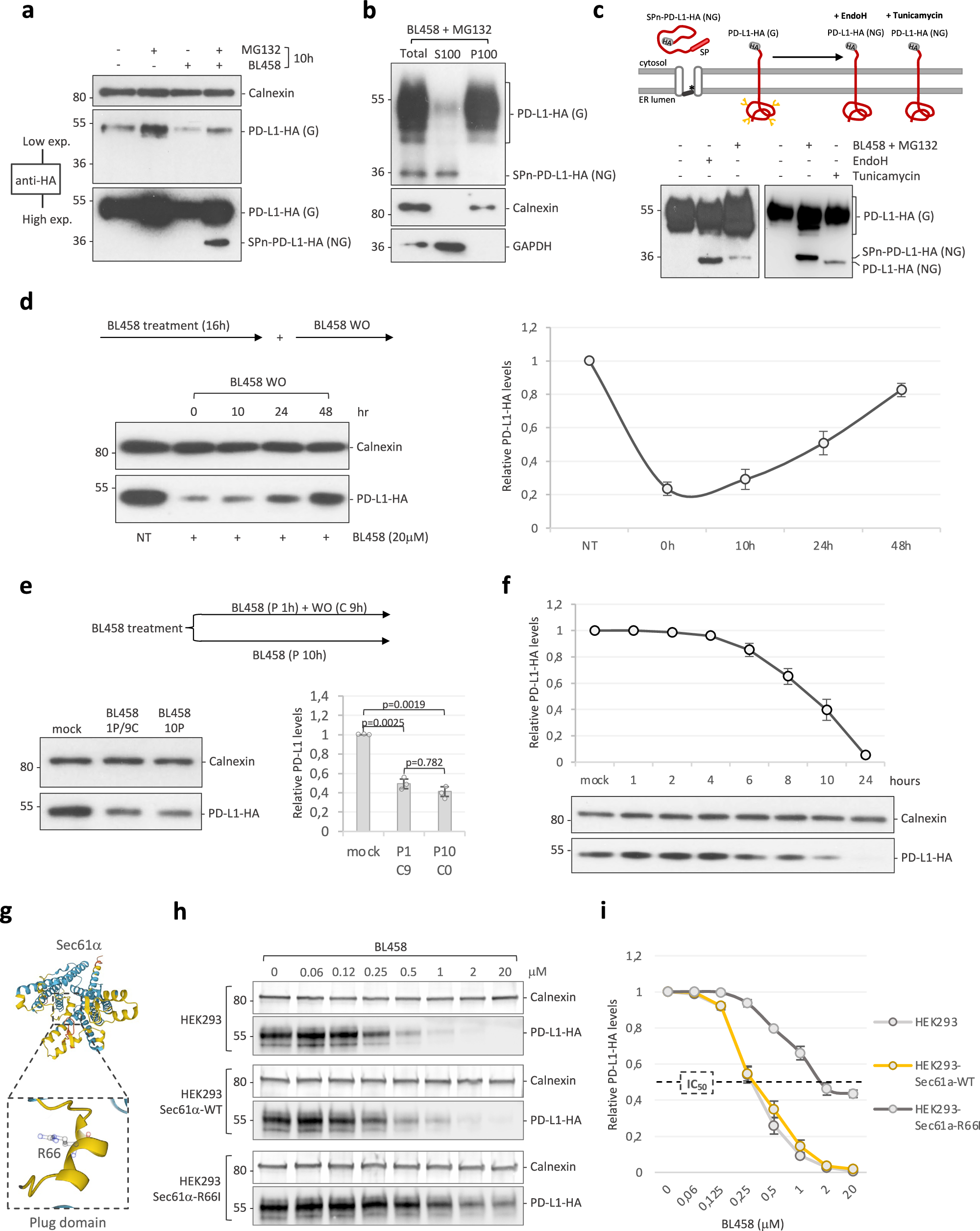 Fig. 3: Prolonged BL458 effect on PD-L1 translocation inhibition and proteasome degradation.