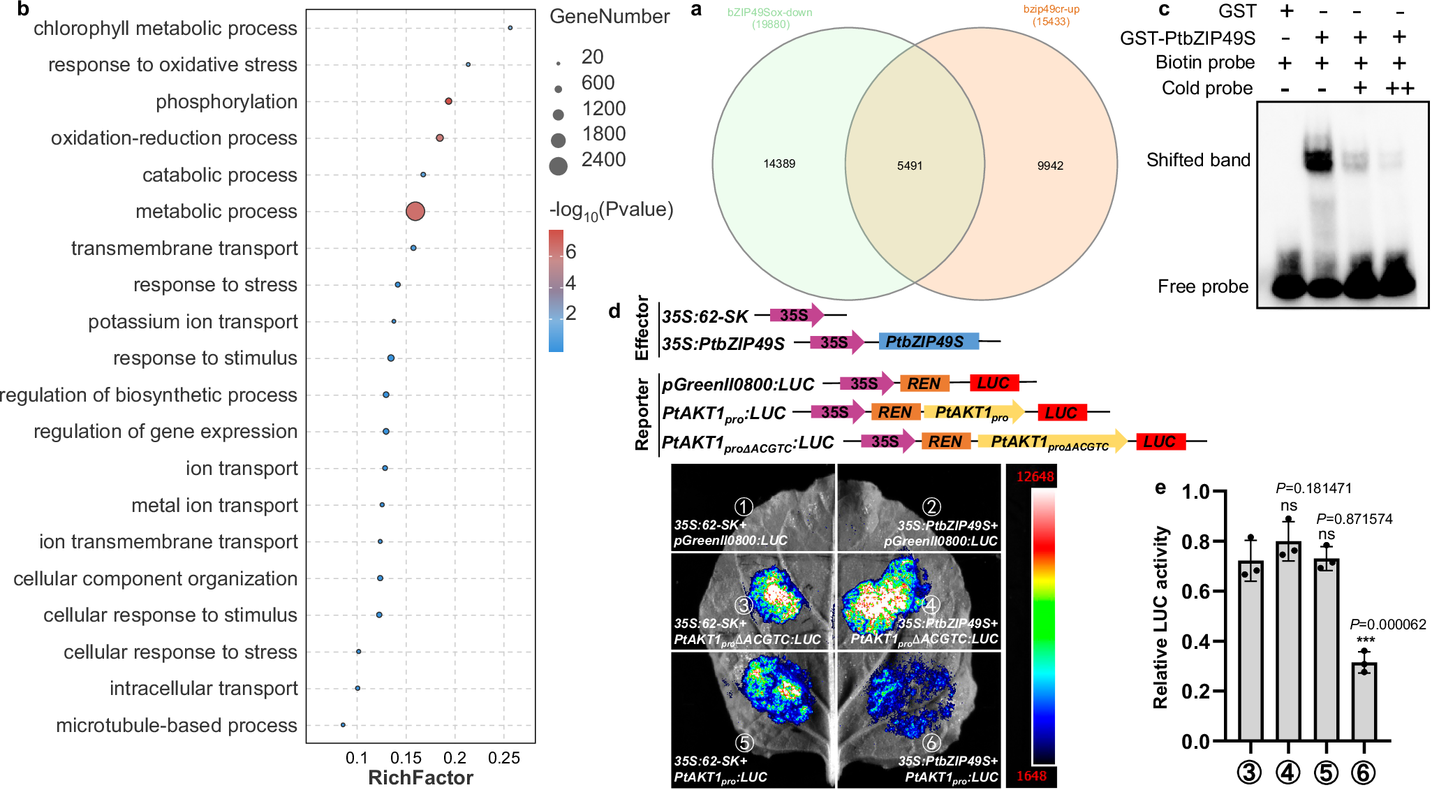 Fig. 4: Transcriptome analysis shows that bZIP49S may inhibits AKT1.