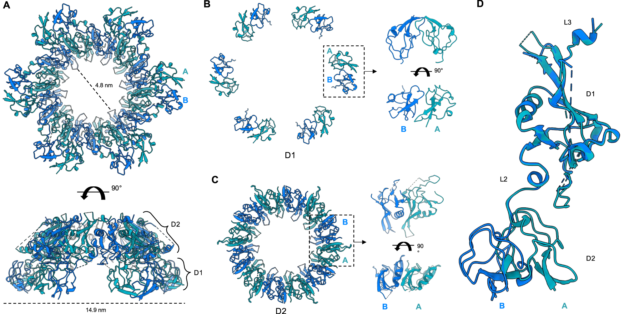 Fig. 4: Structure of the RcpC33-303 dodecamer.