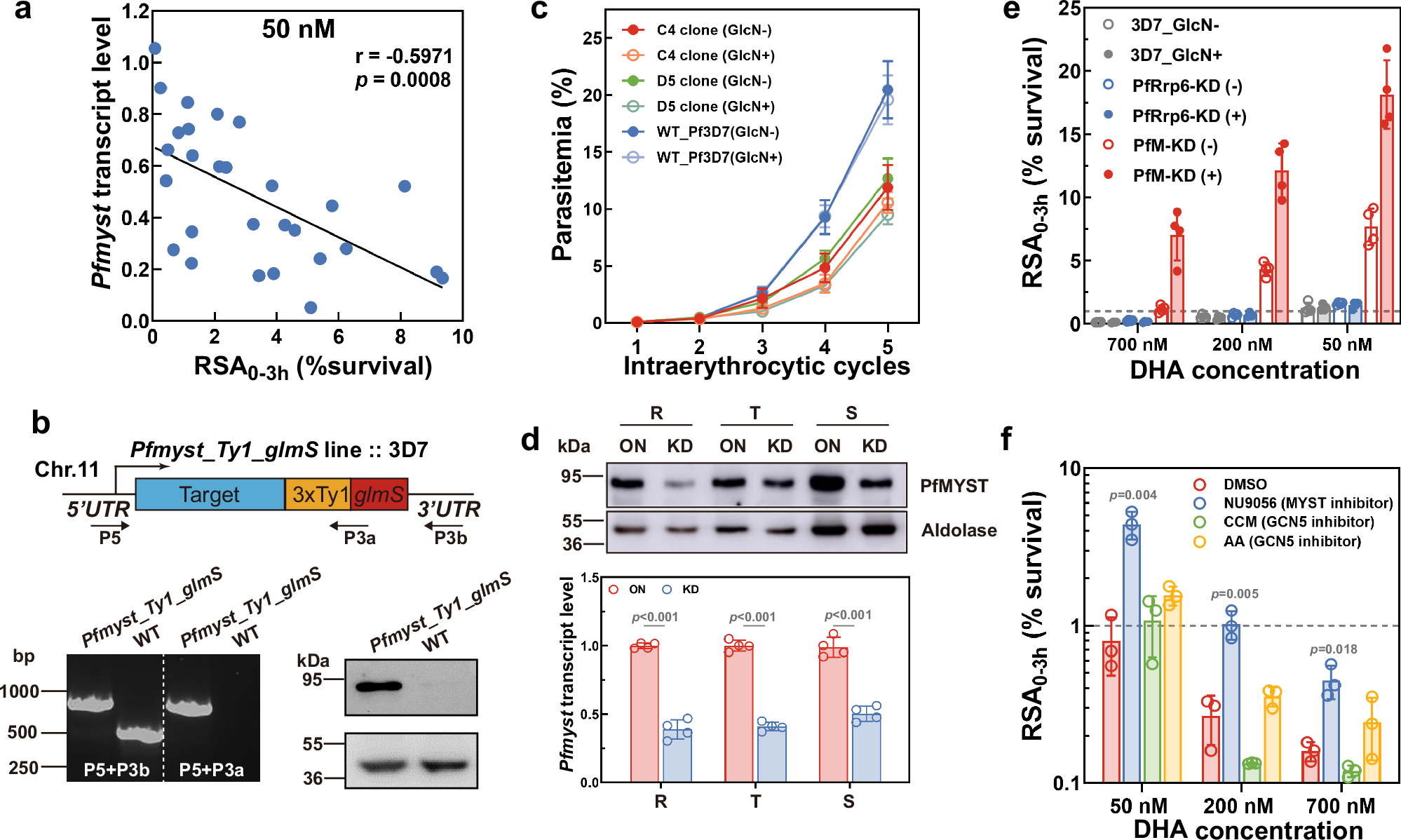 Fig. 2: PfMYST knockdown or inhibition leads to ring-stage survival and recrudescence in P. falciparum.