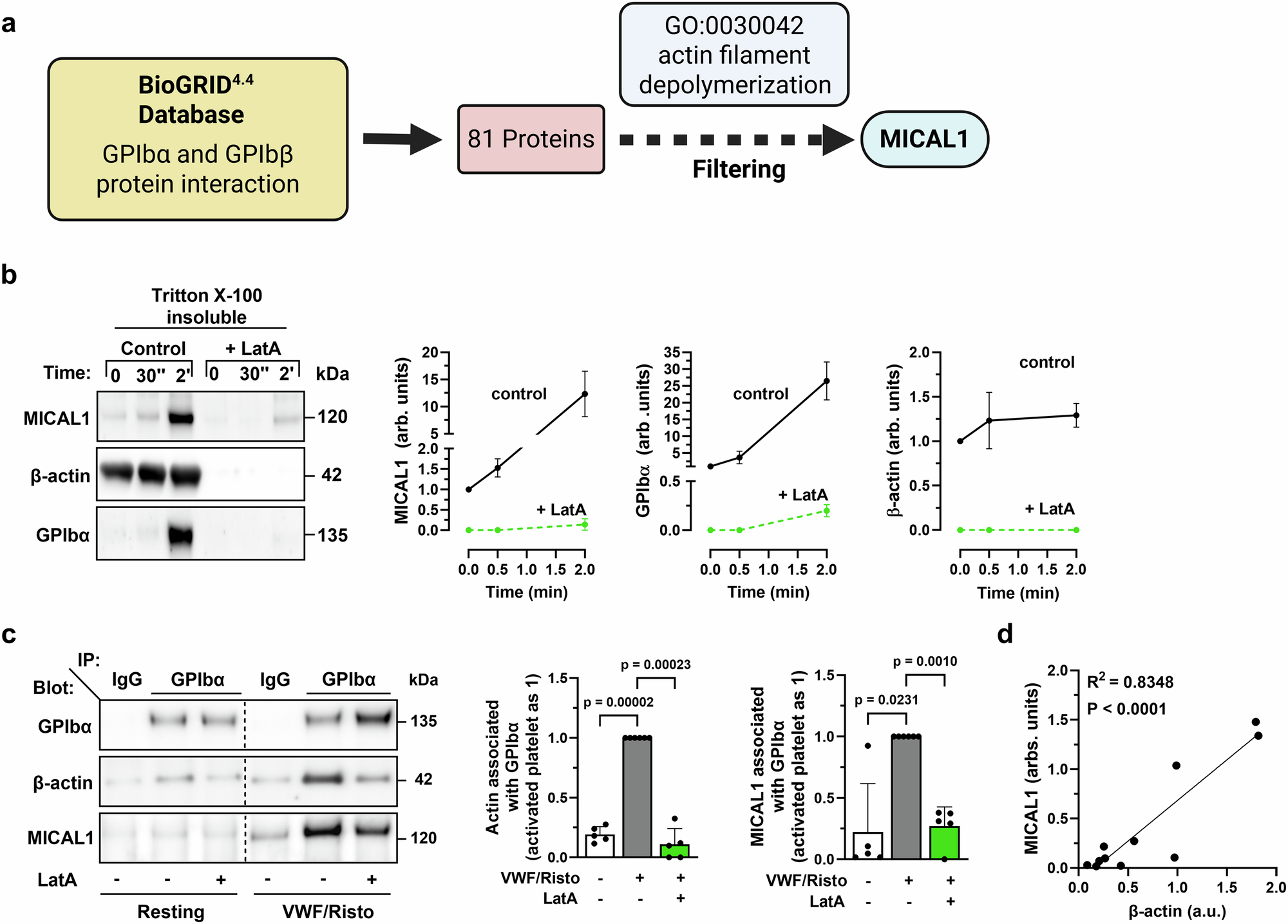 Fig. 2: F-actin induces the recruitment of MICAL1 to the GPIb-IX-V complex upon platelet activation.