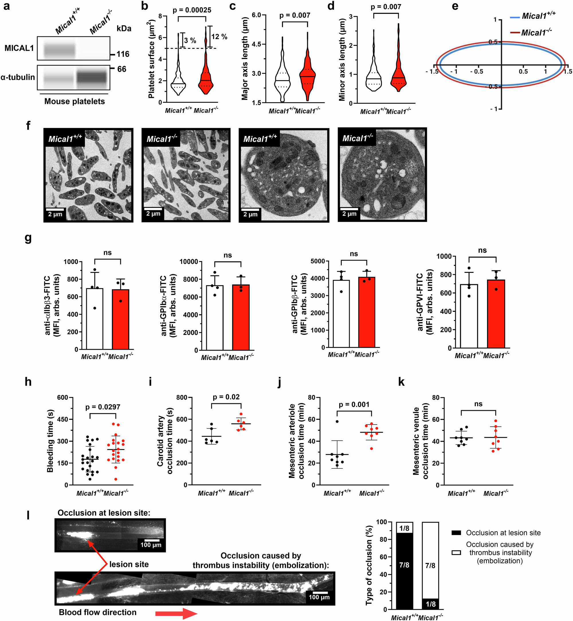 Fig. 3: MICAL1 contributes to hemostasis and thrombosis under high shear.