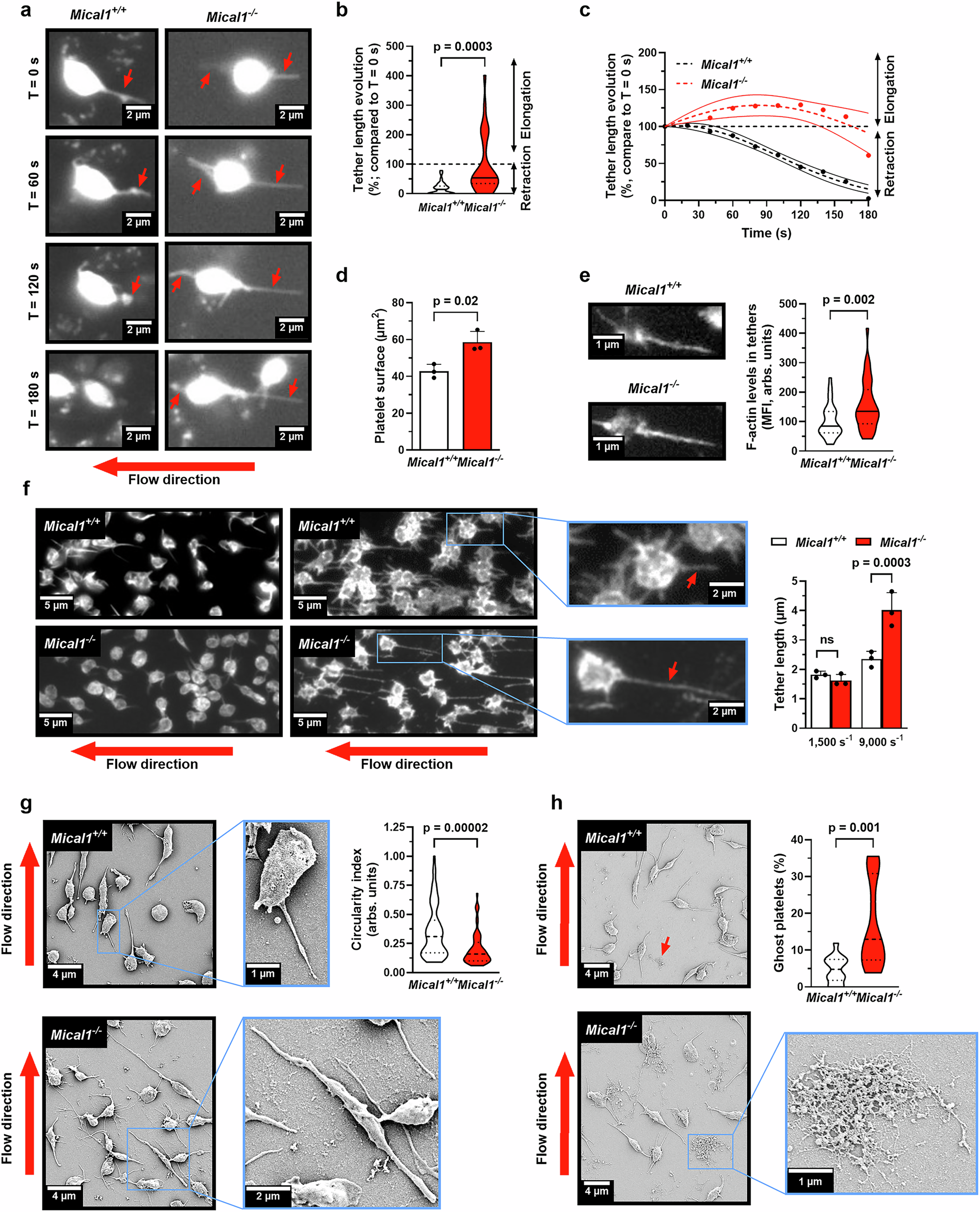 Fig. 6: MICAL1 promotes stable platelet adhesion to VWF by increasing resistance to shear-induced morphological changes.