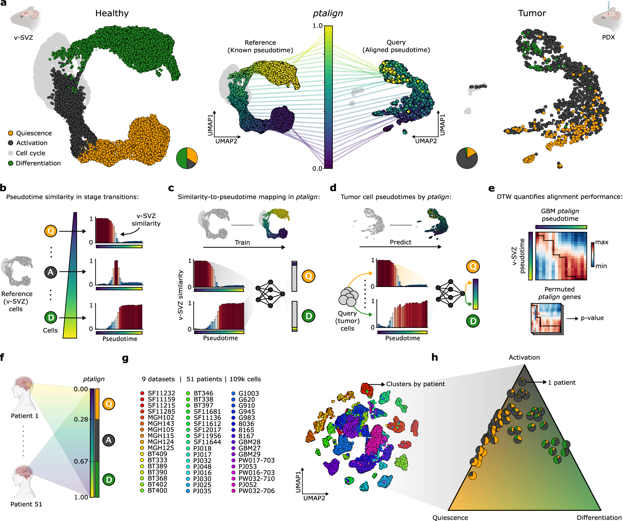 Fig. 2: ptalign decodes the ASA of GBMs using the adult NSC lineage as a reference.