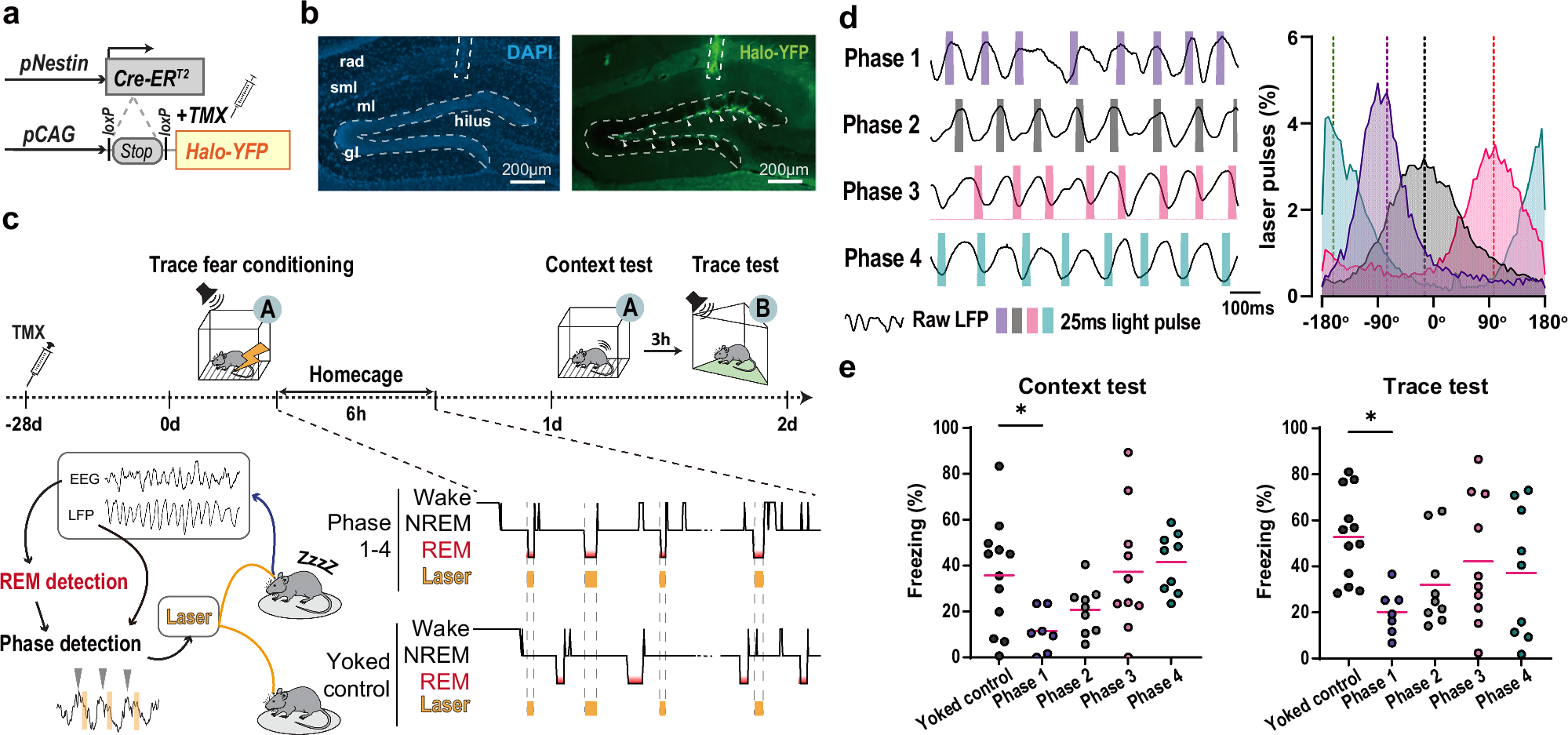 Fig. 4: Silencing ABN activity at a specific phase of the local theta oscillation in REM sleep impairs memory.