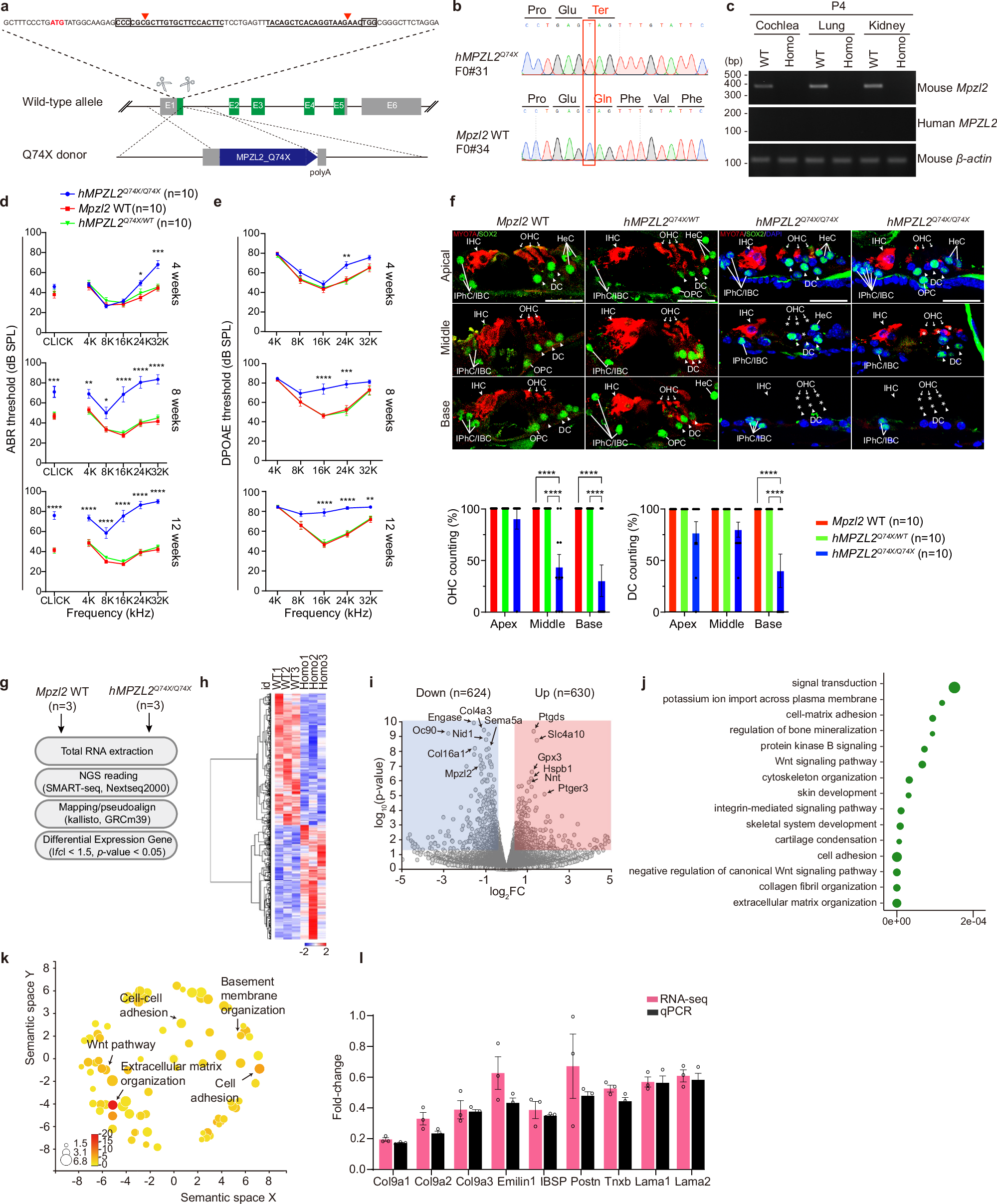 Fig. 2: Generation and characterization of humanized mouse models.