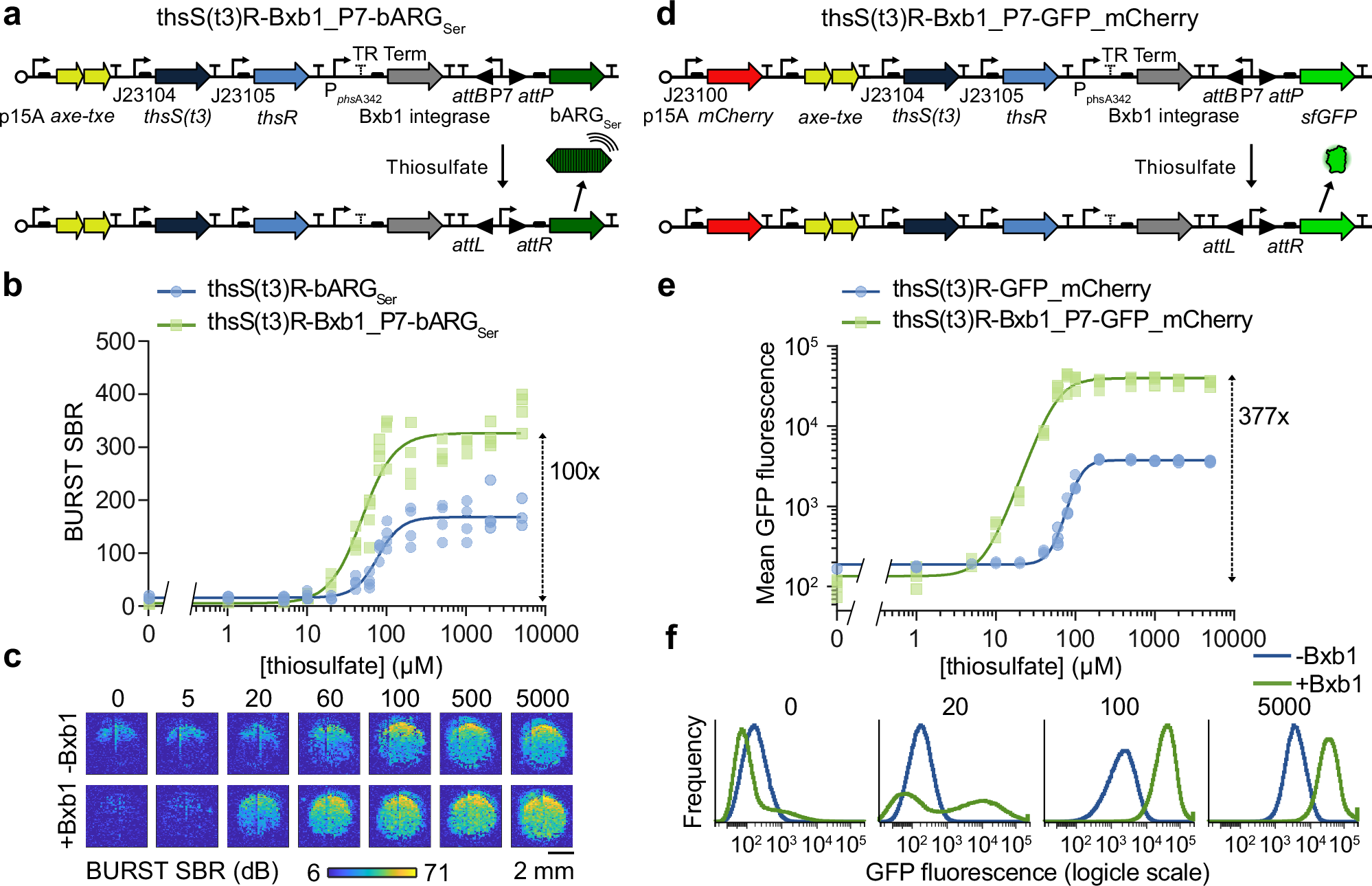 Fig. 3: Increasing sensor activation with addition of an integrase-based switch.