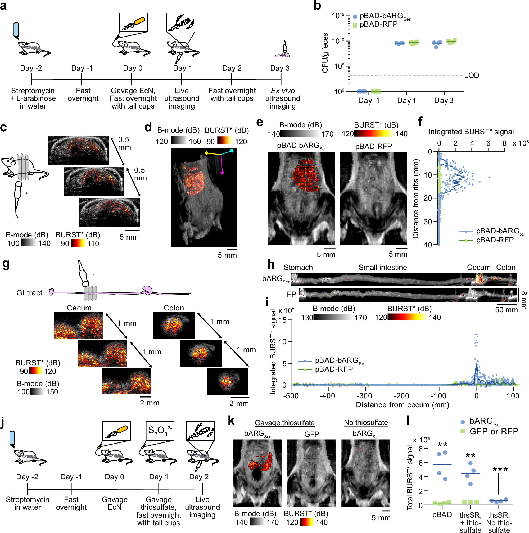 Fig. 4: Imaging ARG expression by EcN in the GI tract in response to L-arabinose and thiosulfate.