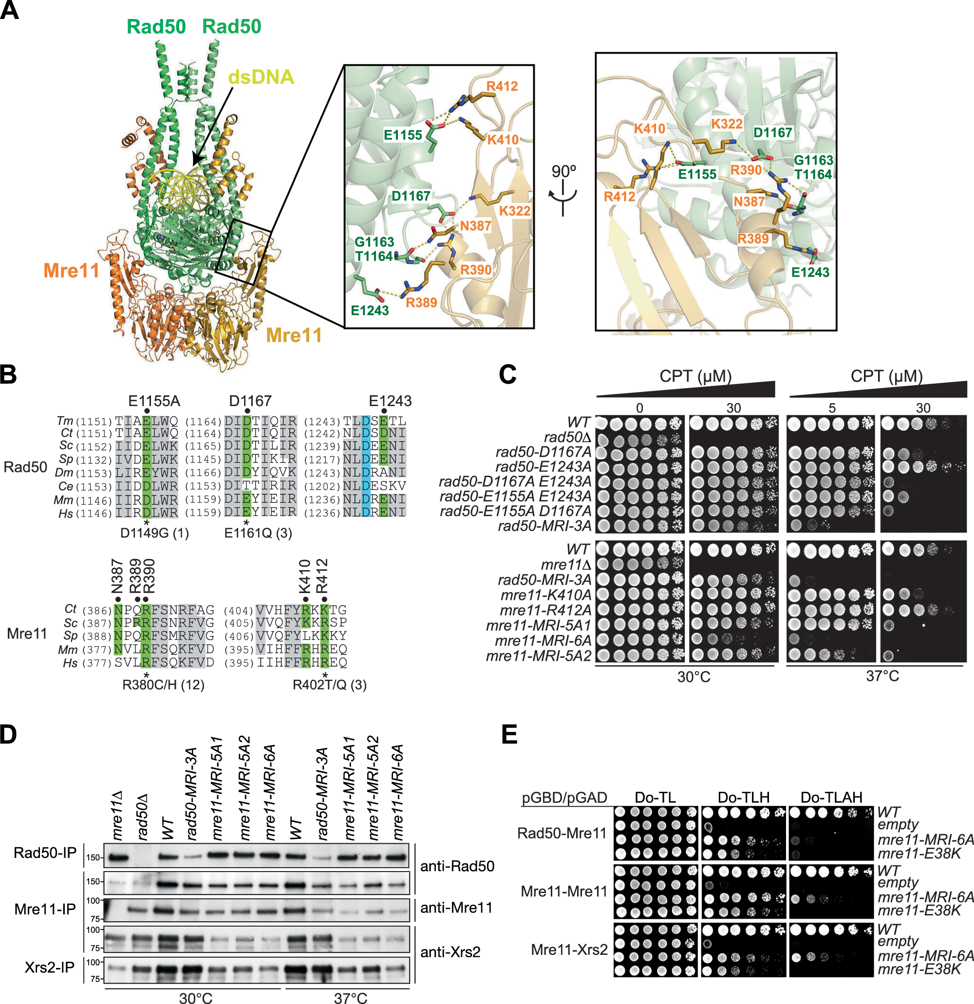 Fig. 2: Mutations in globular domain residues of Mre11-Rad50 partially destabilize complex formation and interaction with Xrs2.