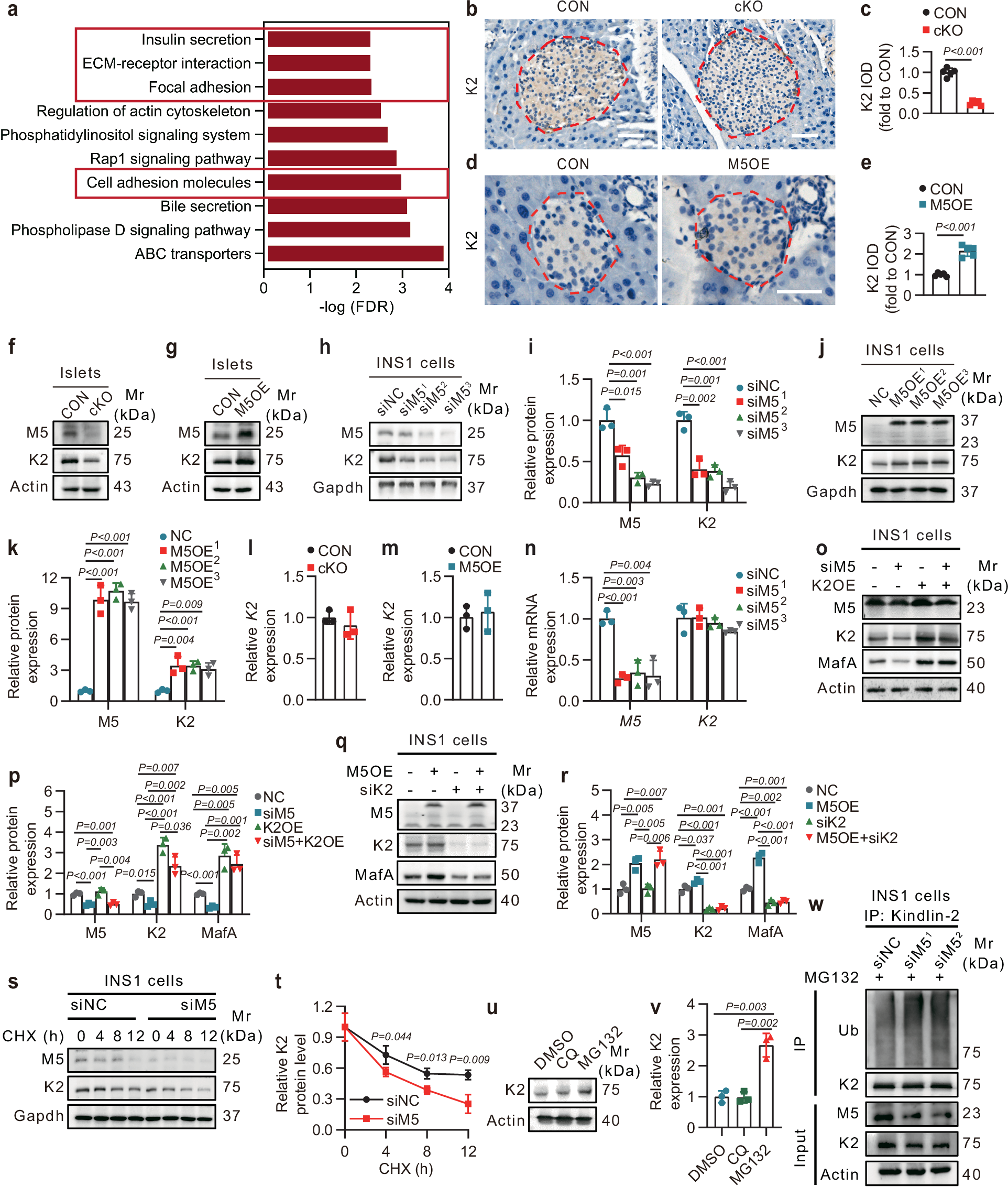 Fig. 3: March5 regulates MafA expression by modulating Kindlin-2 protein levels.