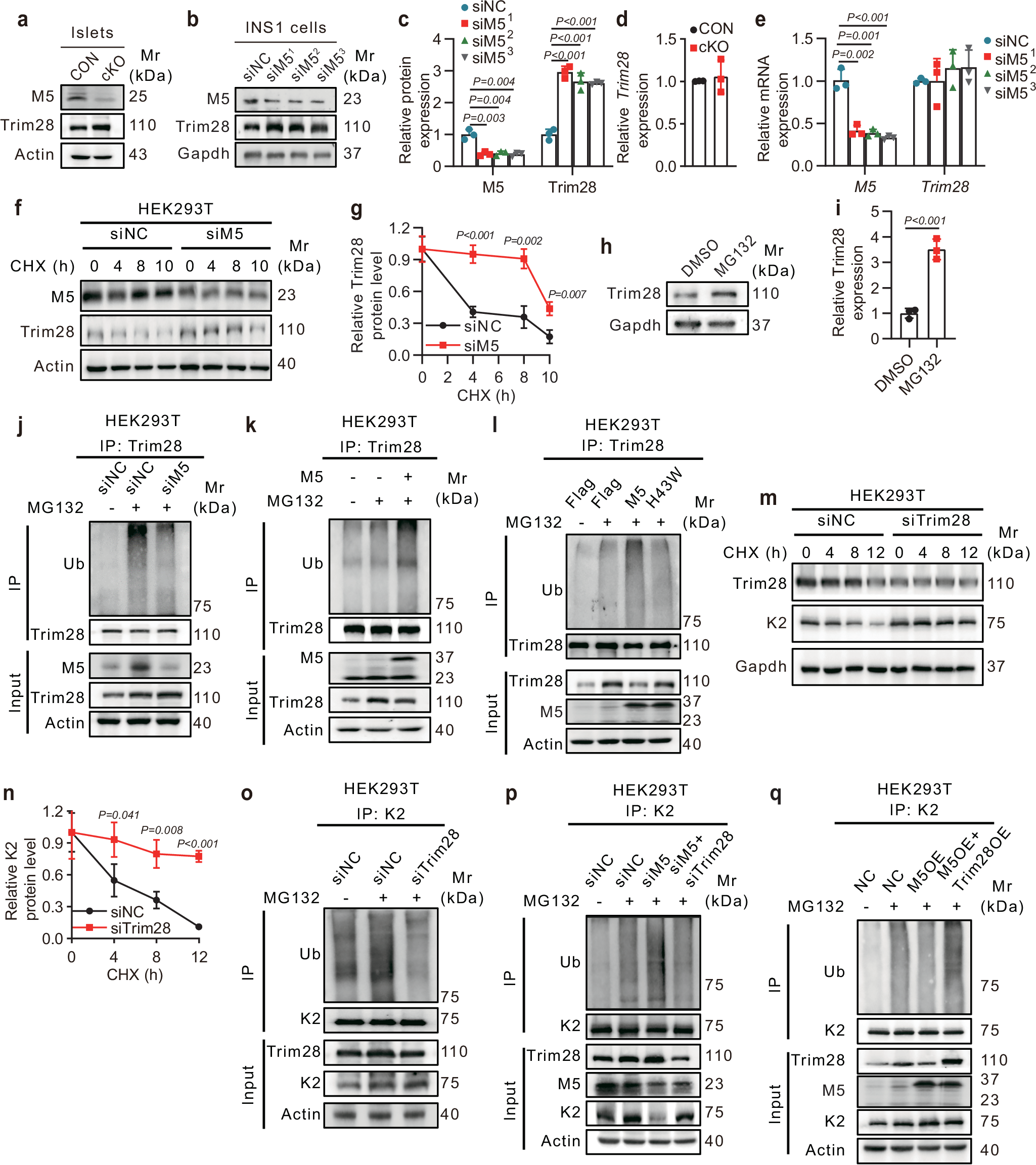Fig. 5: March5 inhibits Trim28-mediated ubiquitination of Kindlin-2 by directly ubiquitinating Trim28.
