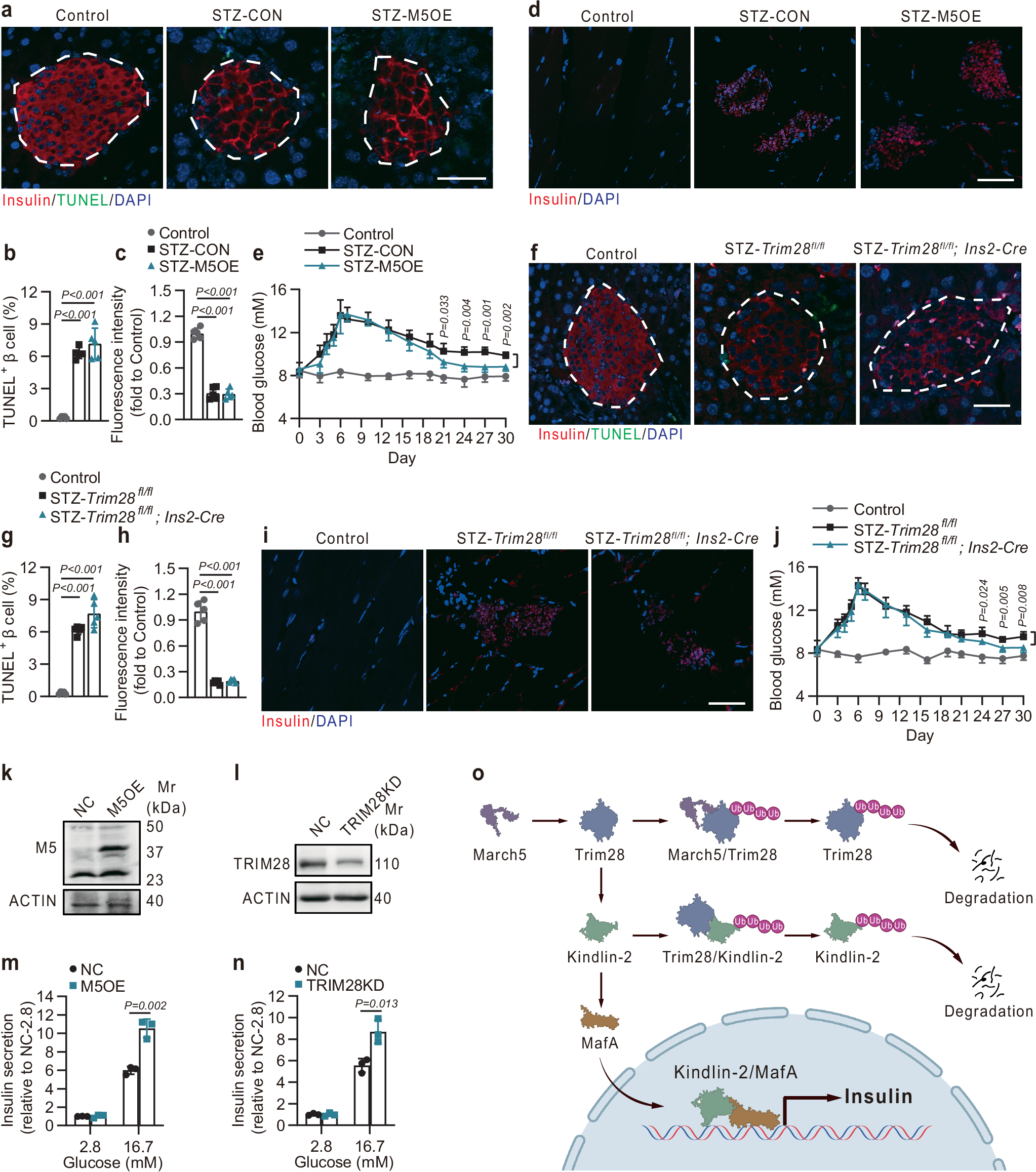 Fig. 7: MARCH5 overexpression or TRIM28 knockdown enhances insulin expression and secretion.