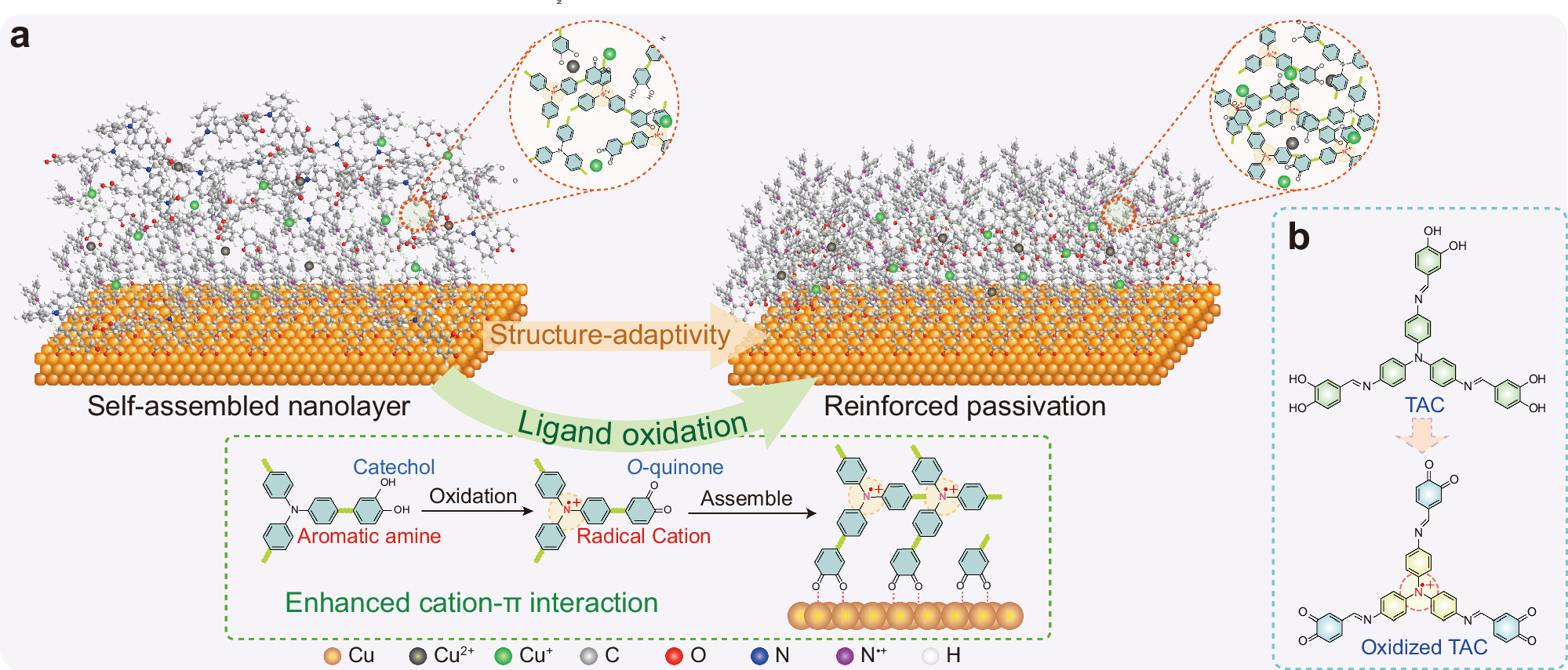 Fig. 1: Schematic and chemical structures related to the LOSA strategy.