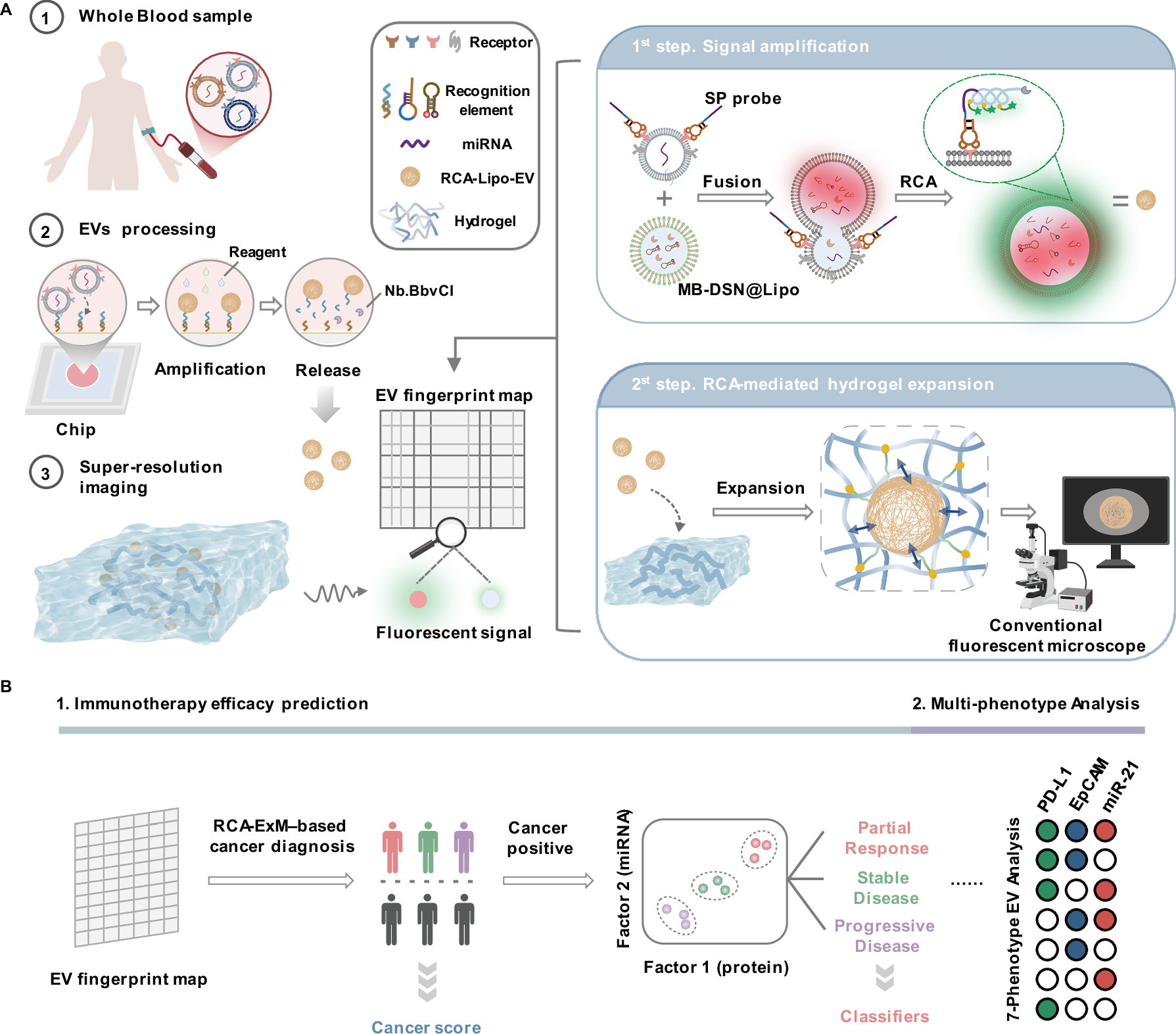 Fig. 1: Schematic of the RCA–ExM method for in situ single-EV biomarker profiling.
