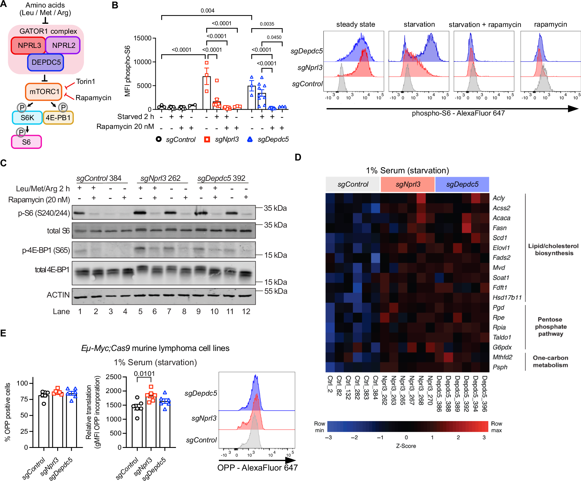 Fig. 4: GATOR1 deficient lymphomas display alterations in mTORC1 regulated metabolic pathways.