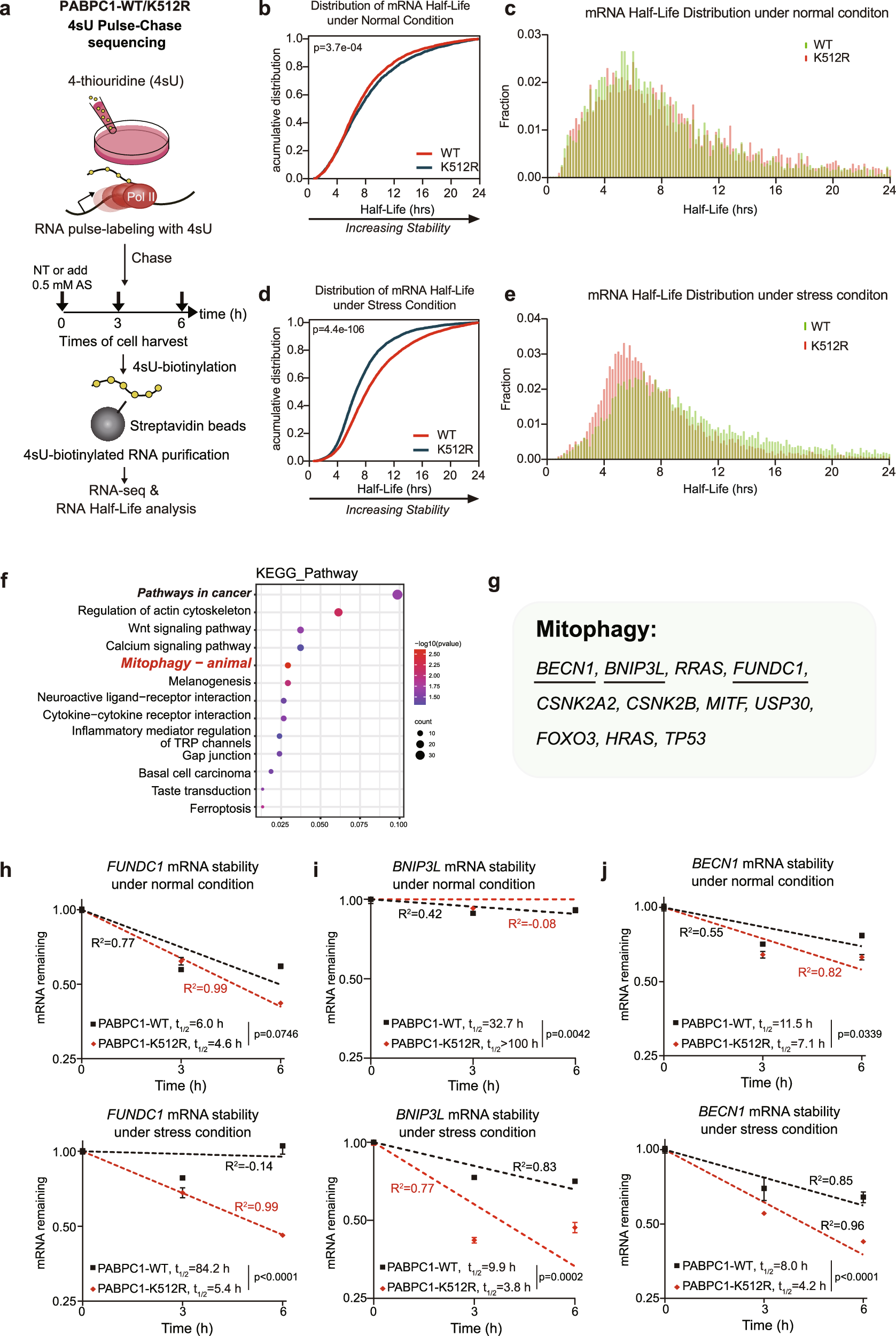 Fig. 4: SUMOylation of PABPC1 promotes mRNA stability under stress.