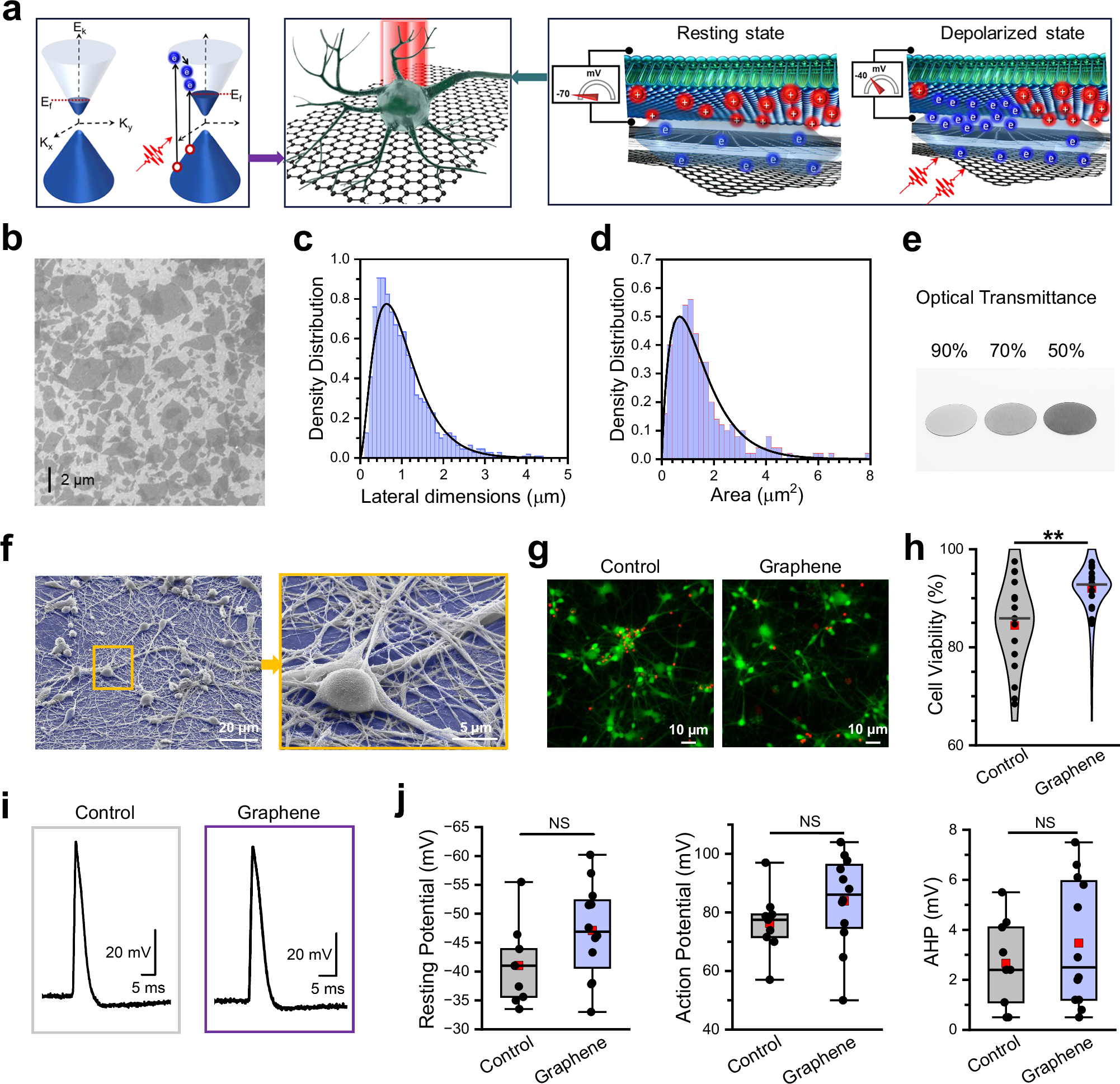 グラフェンを用いた脳オルガノイド成熟促進技術(New Graphene Technology Matures Brain Organoids Faster, May Unlock Neurodegenerative Insights)