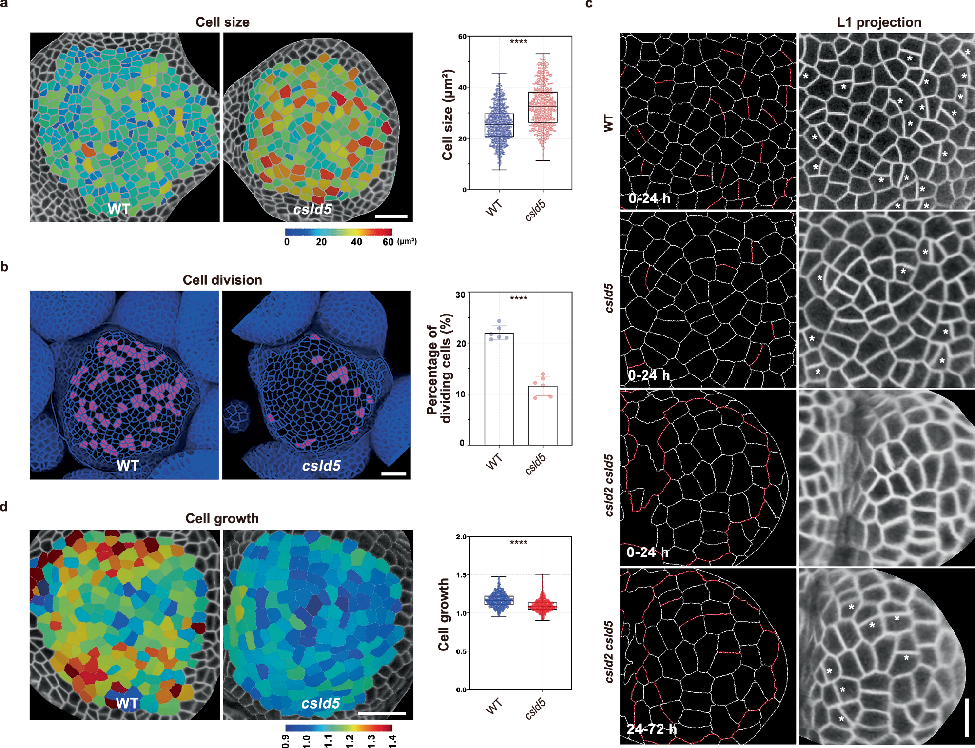 Fig. 2: CSLD5 regulates cell growth and division at the SAM.