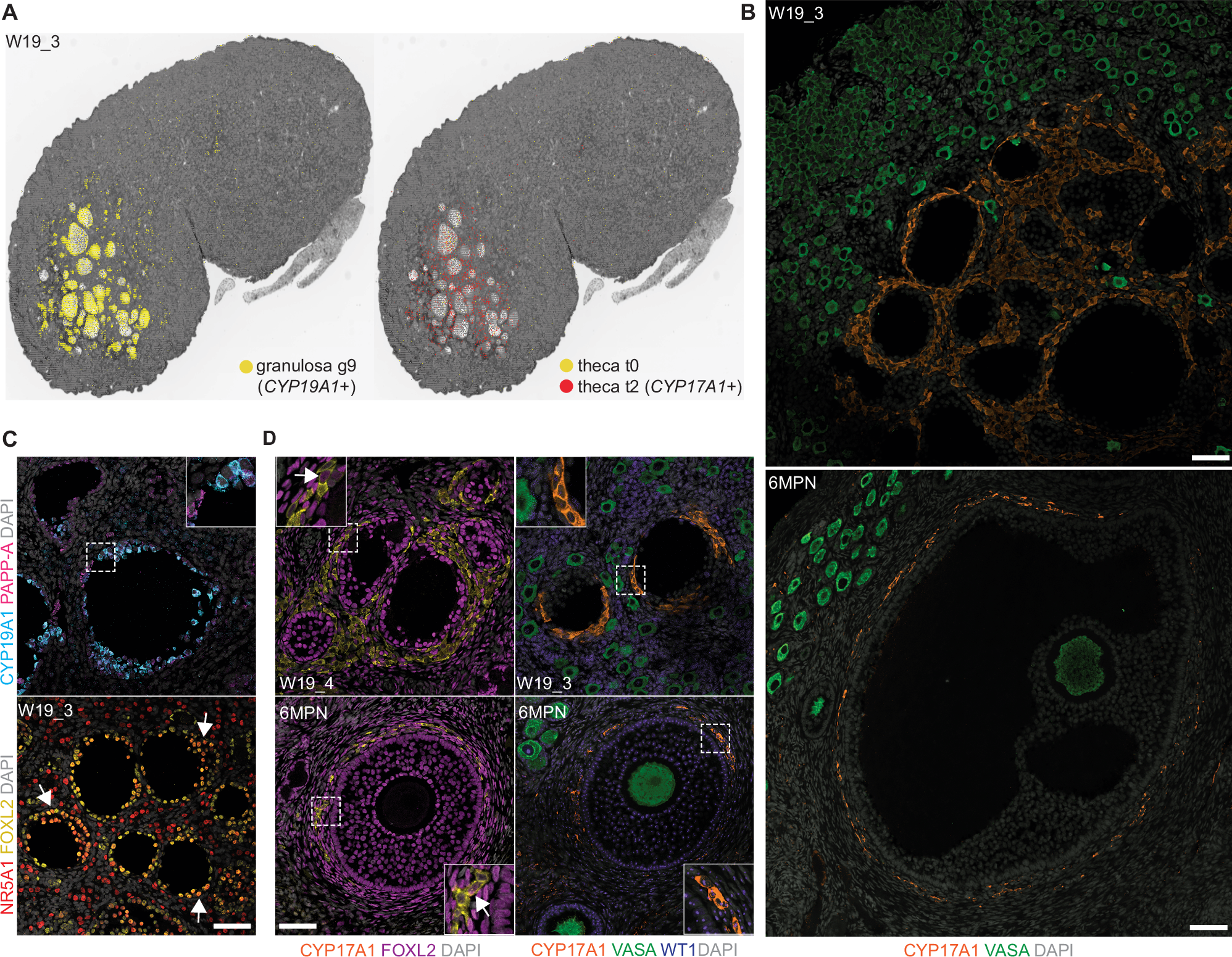 Fig. 5: Early activated follicles recruit fetal theca cells and produce hormones.