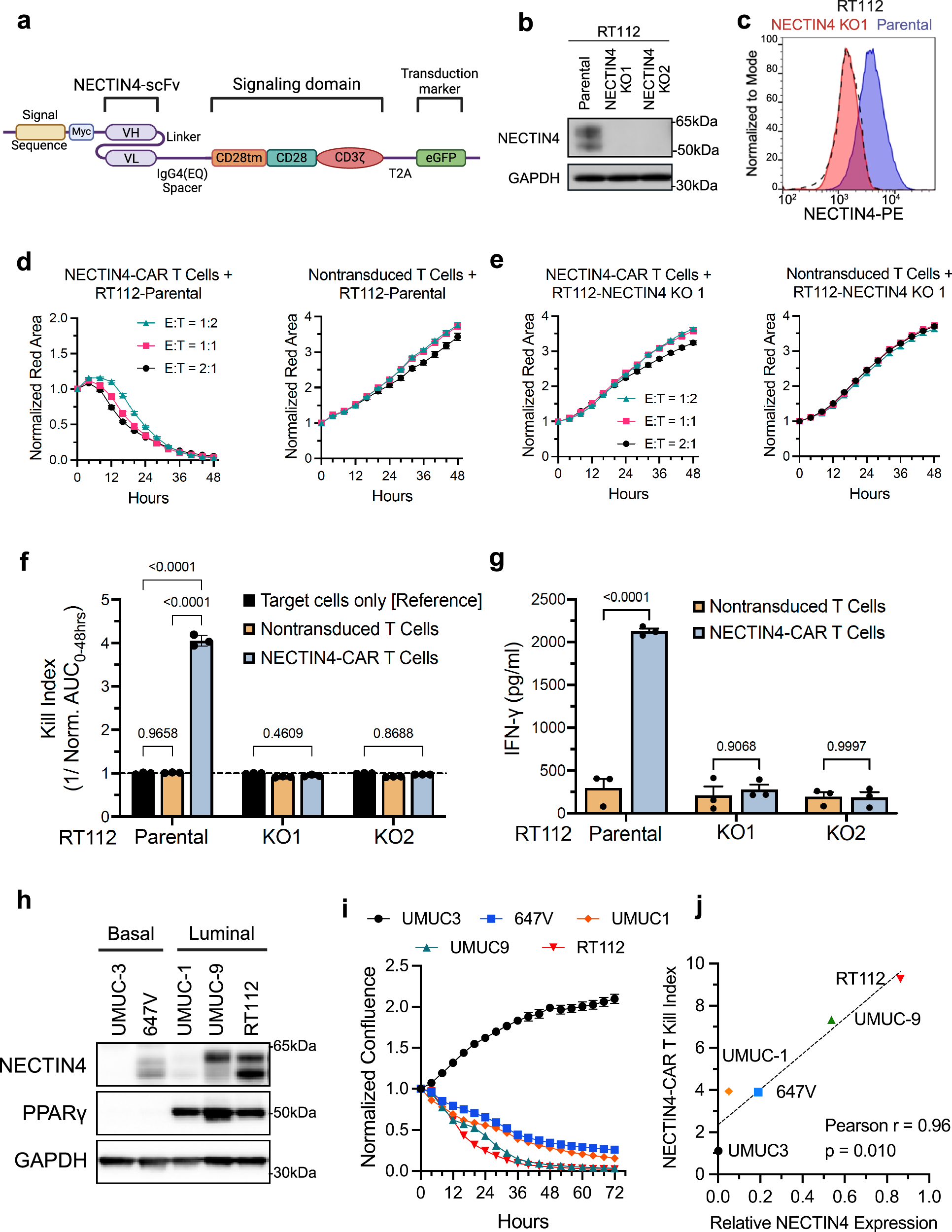 Fig. 1: Development of second-generation CD28 chimeric antigen receptors (CARs) targeting NECTIN4 for CAR T cell therapy.