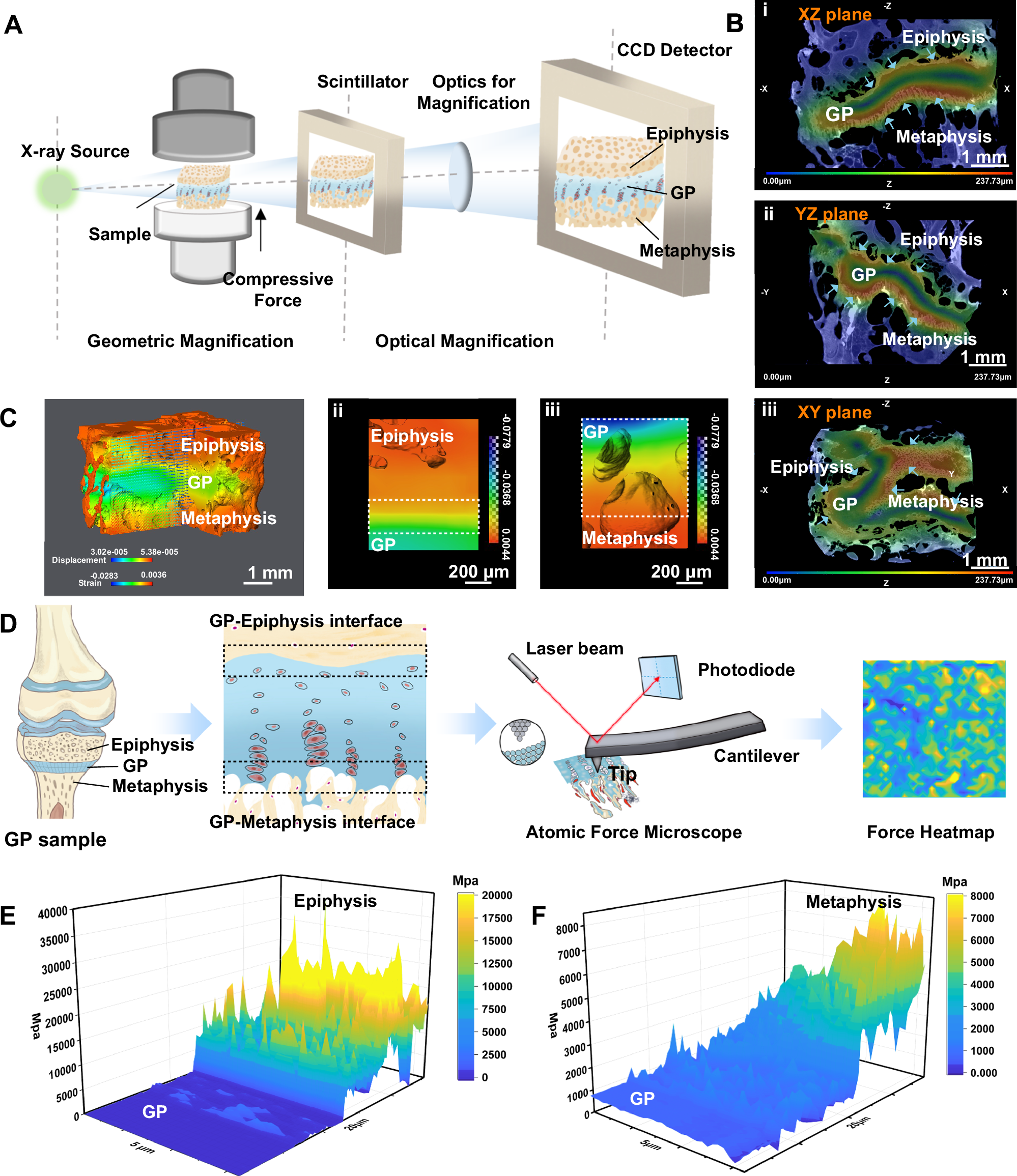Fig. 1: The mechanical response and properties of the growth plate.