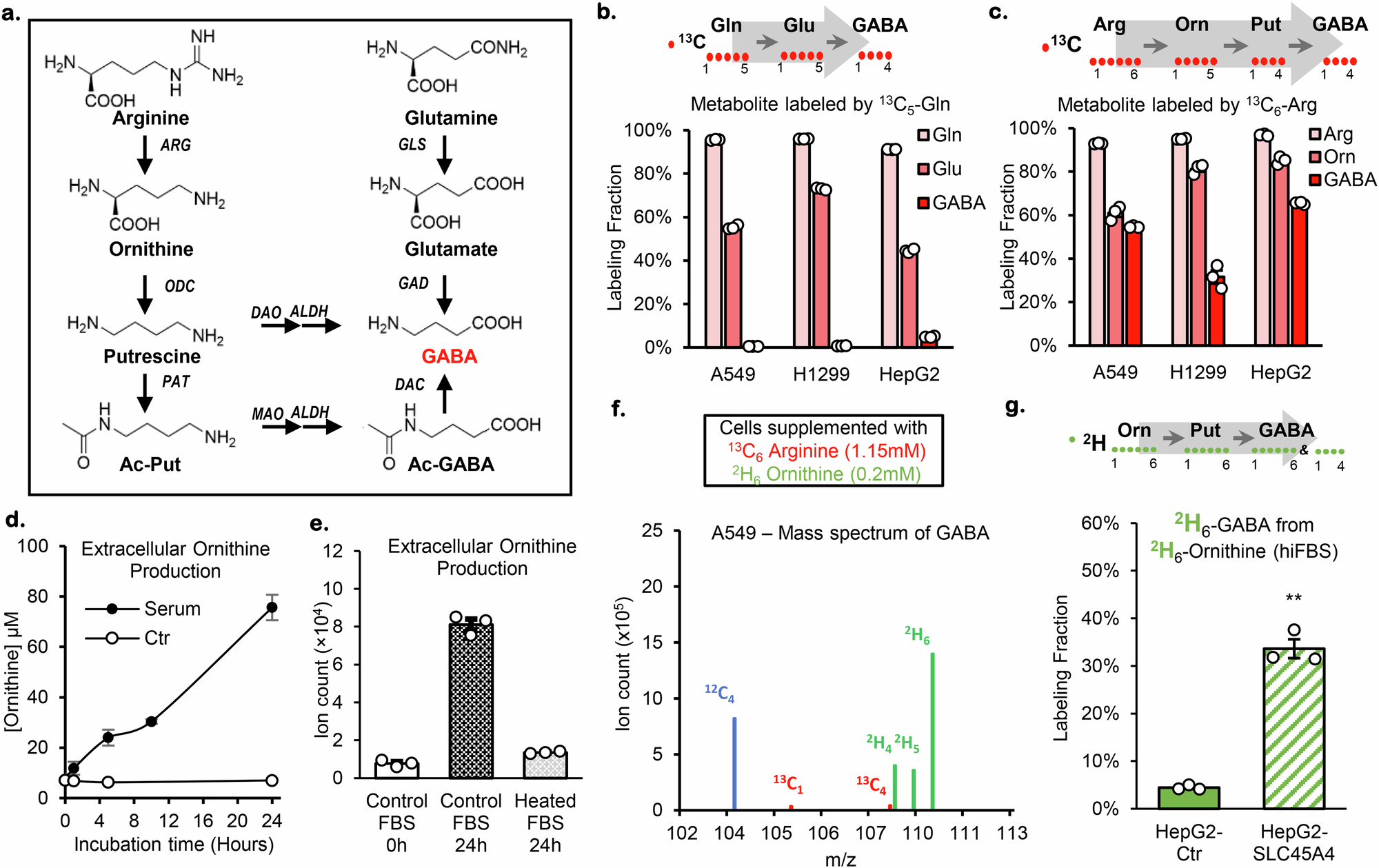 Fig. 2: Cellular GABA is produced from extracellular ornithine.