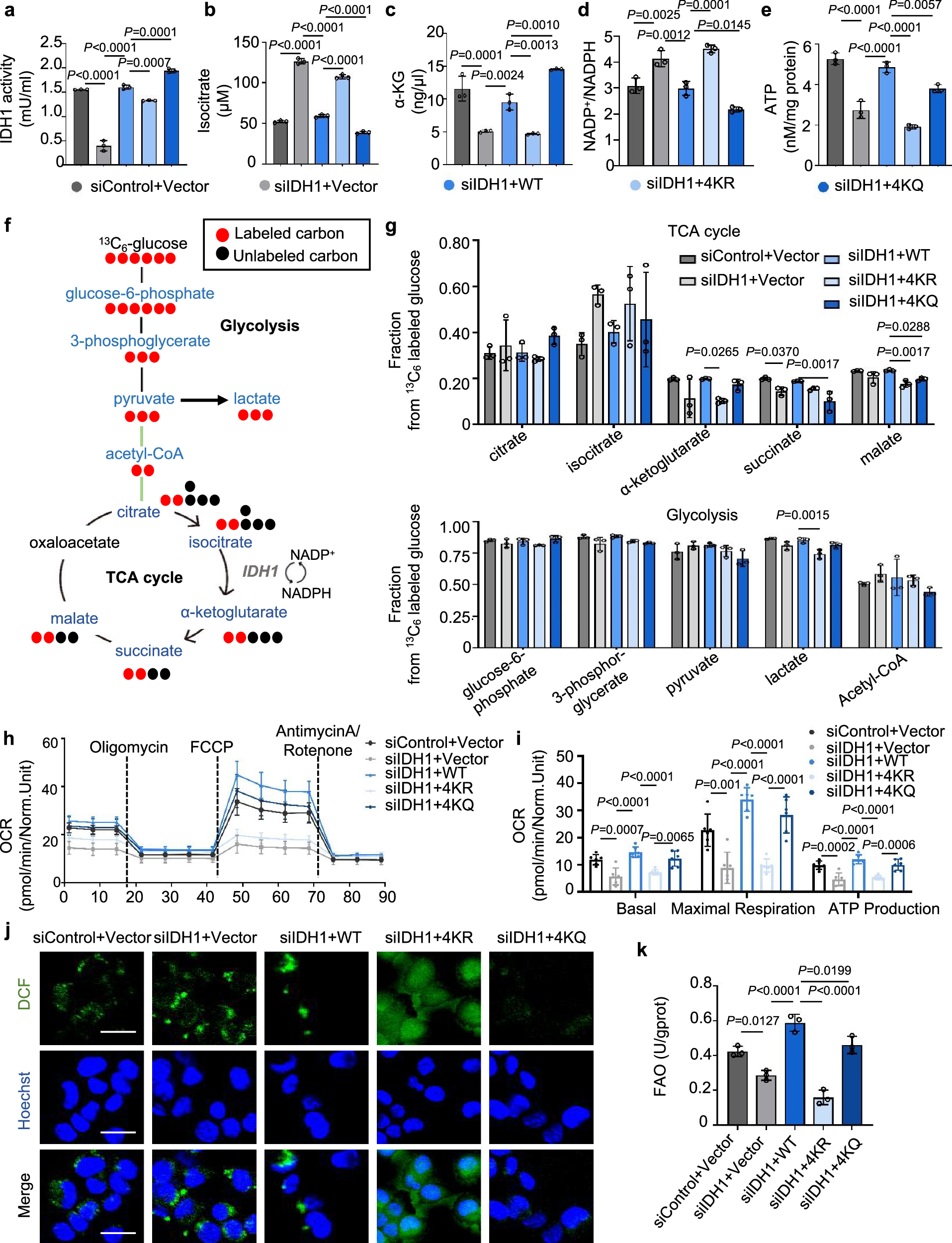 Fig. 5: IDH1 Kcr enhances enzymatic activity and is essential for TCA cycle function.