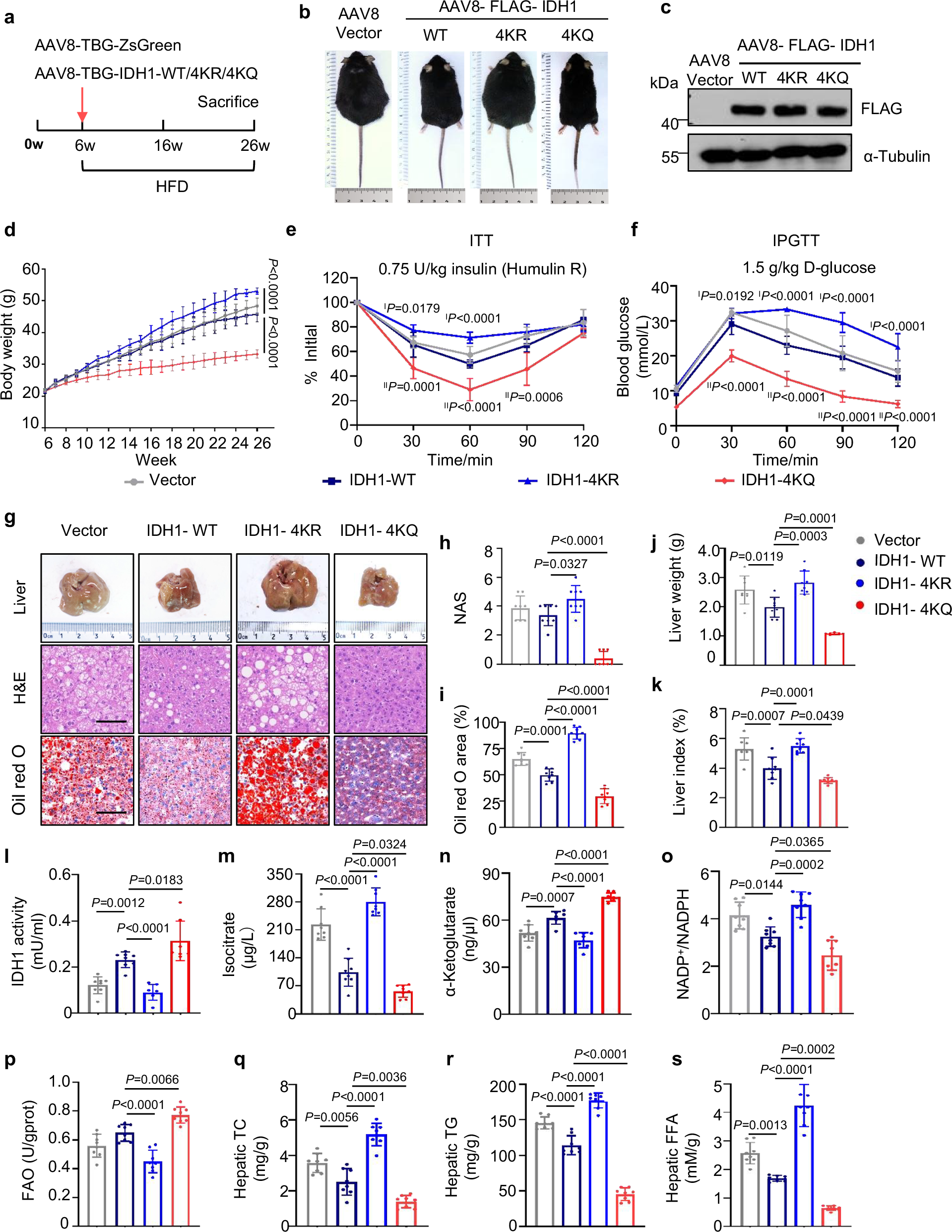 Fig. 7: IDH1-4KR exacerbates lipid accumulation and disrupts TCA cycle function in HFD-fed mice.
