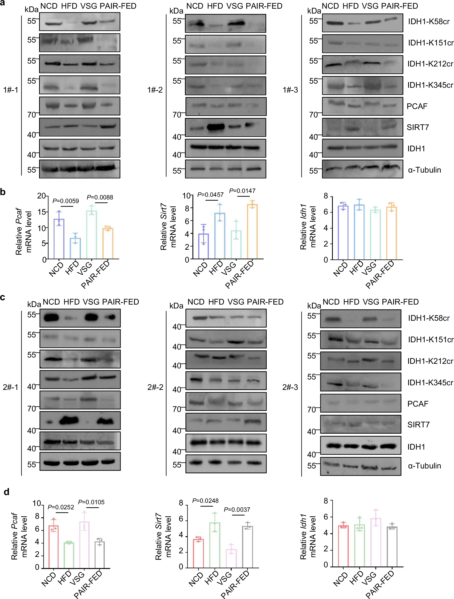 Fig. 8: In HFD-induced MASLD mice models, PCAF/SIRT7-mediated IDH1 Kcr axis is downregulated, whereas VSG reverses these effects.