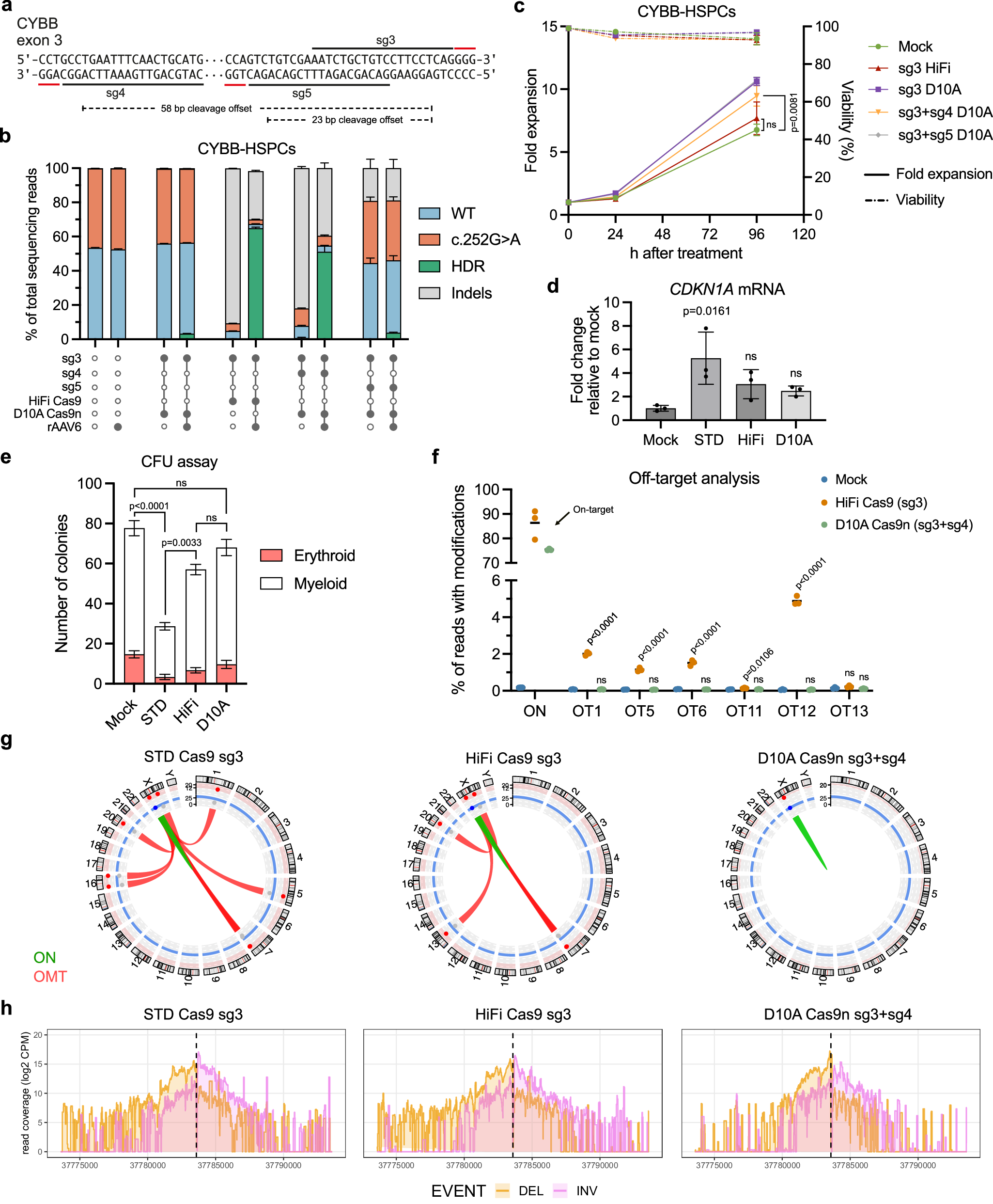 Fig. 5: Paired D10A Cas9n gene editing does not induce off-target editing and retains high on-target efficacy.