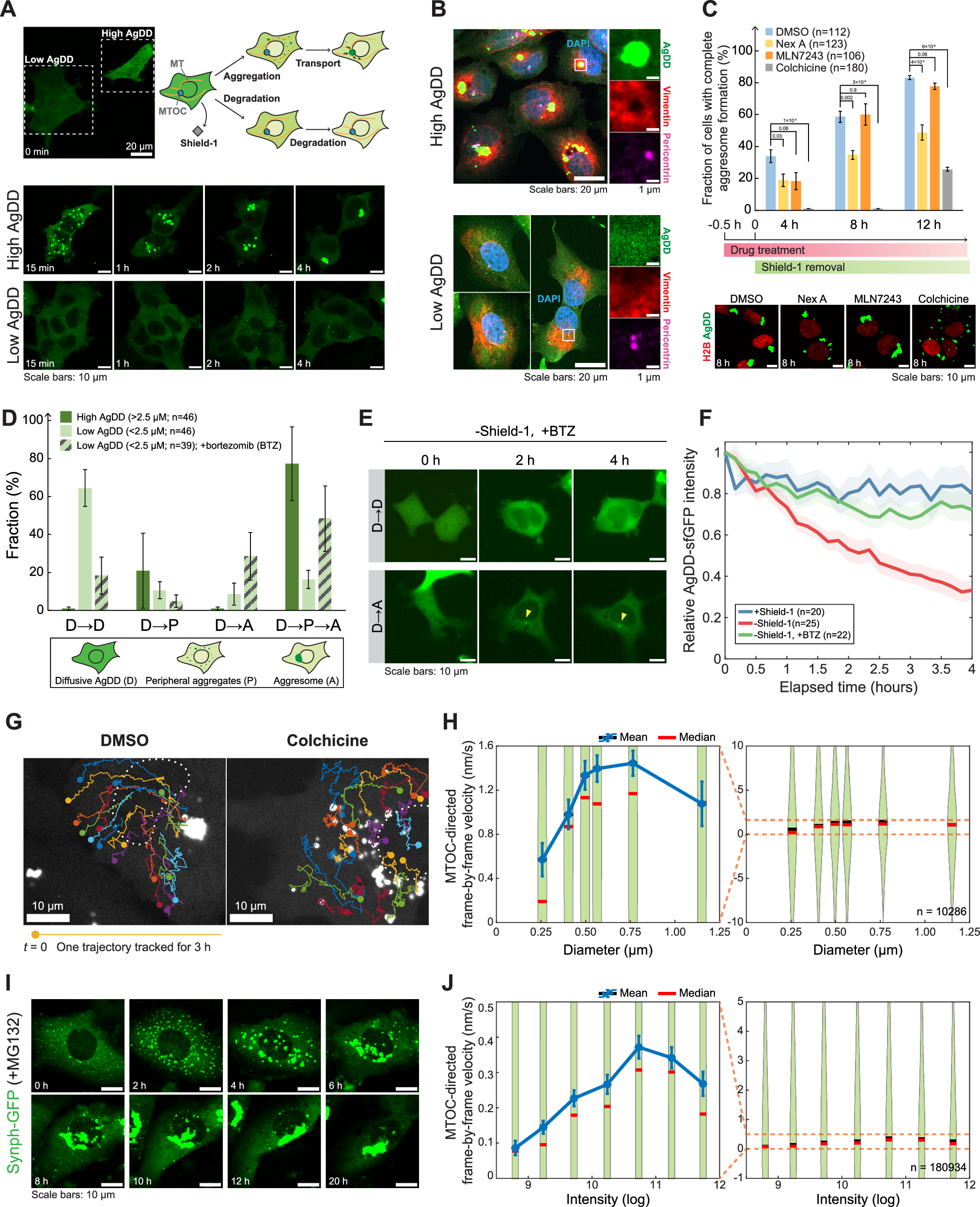 Fig. 1: AgDD aggregates are selectively transported into the aggresome.