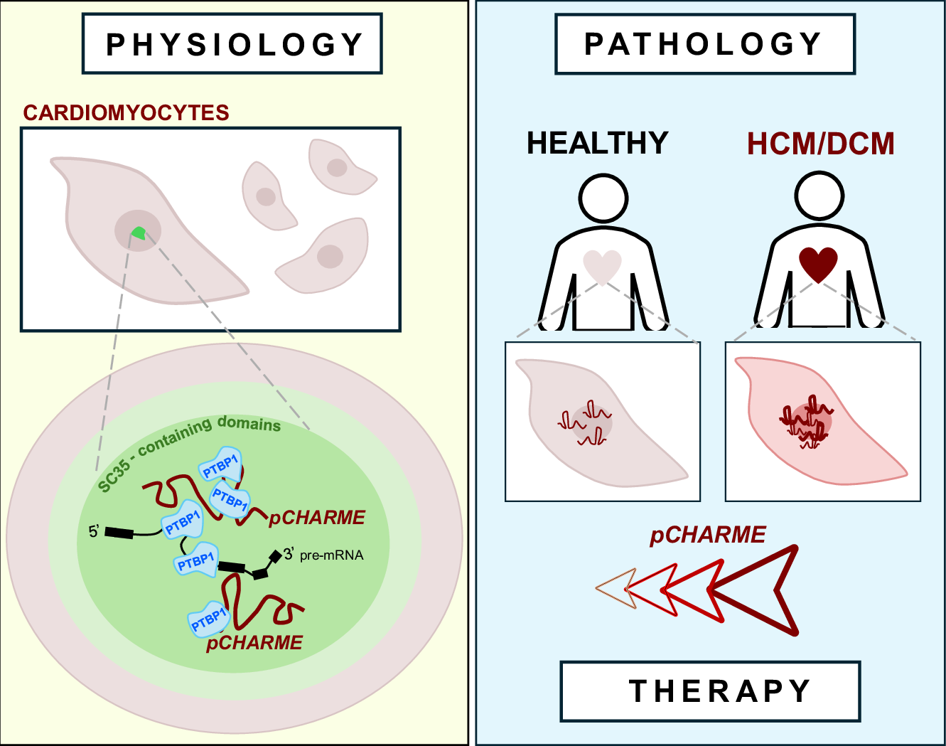 Fig. 8: Overview of pCHARME role in cardiomyocyte physiology and disease.