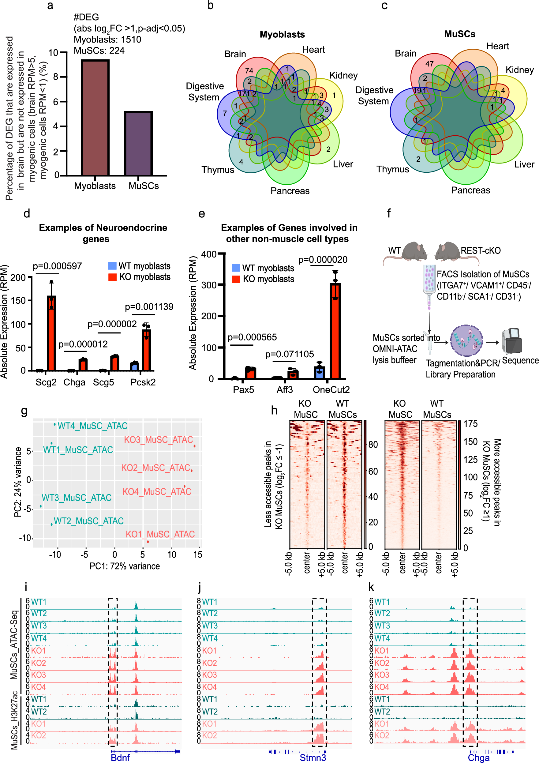 Fig. 5: Genetic deletion of REST leads to loss of myogenic identity through alterations in the chromatin state of MuSCs.