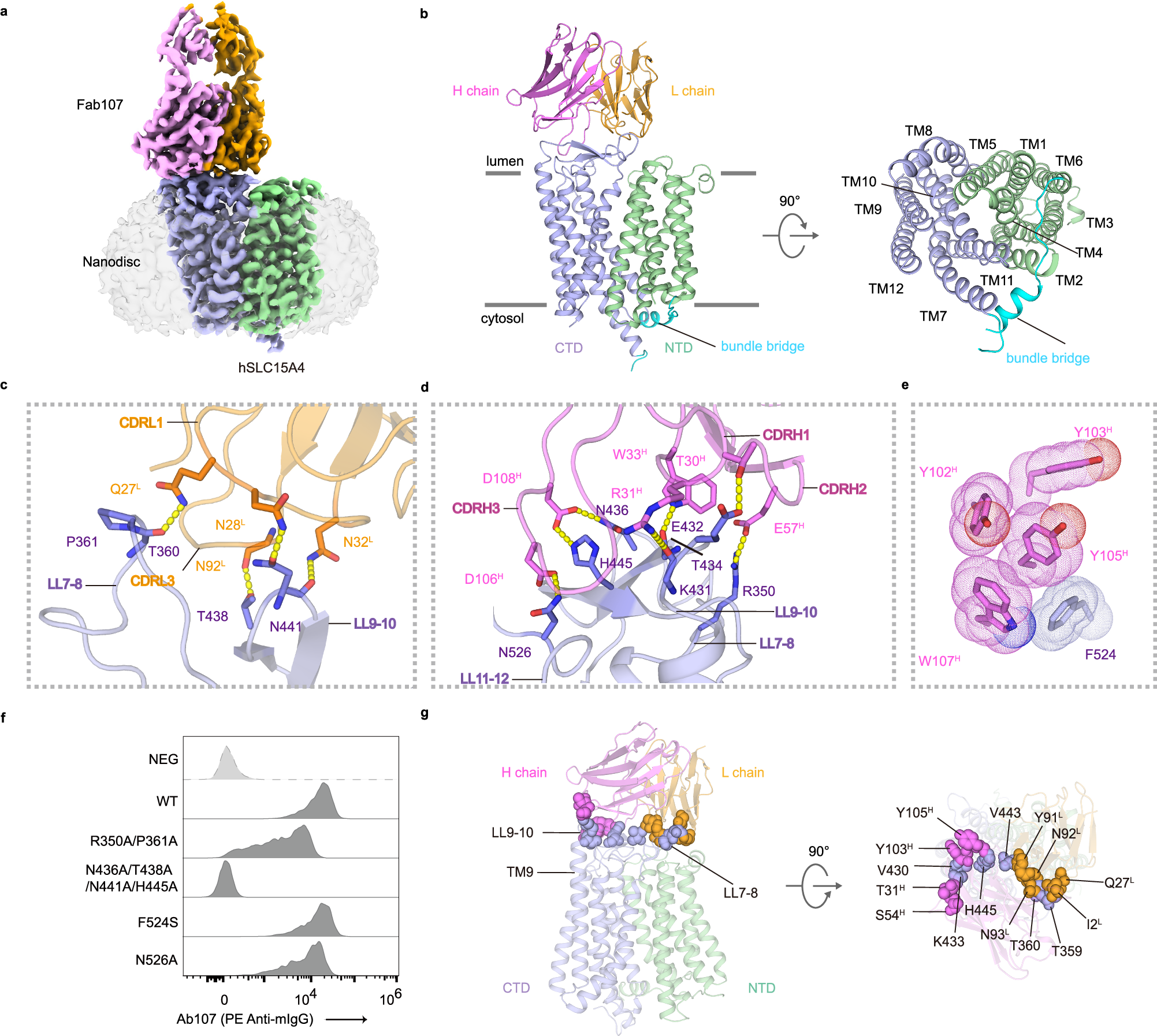 Fig. 2: Cryo-EM structure of hSLC15A4 in complex with Fab107.