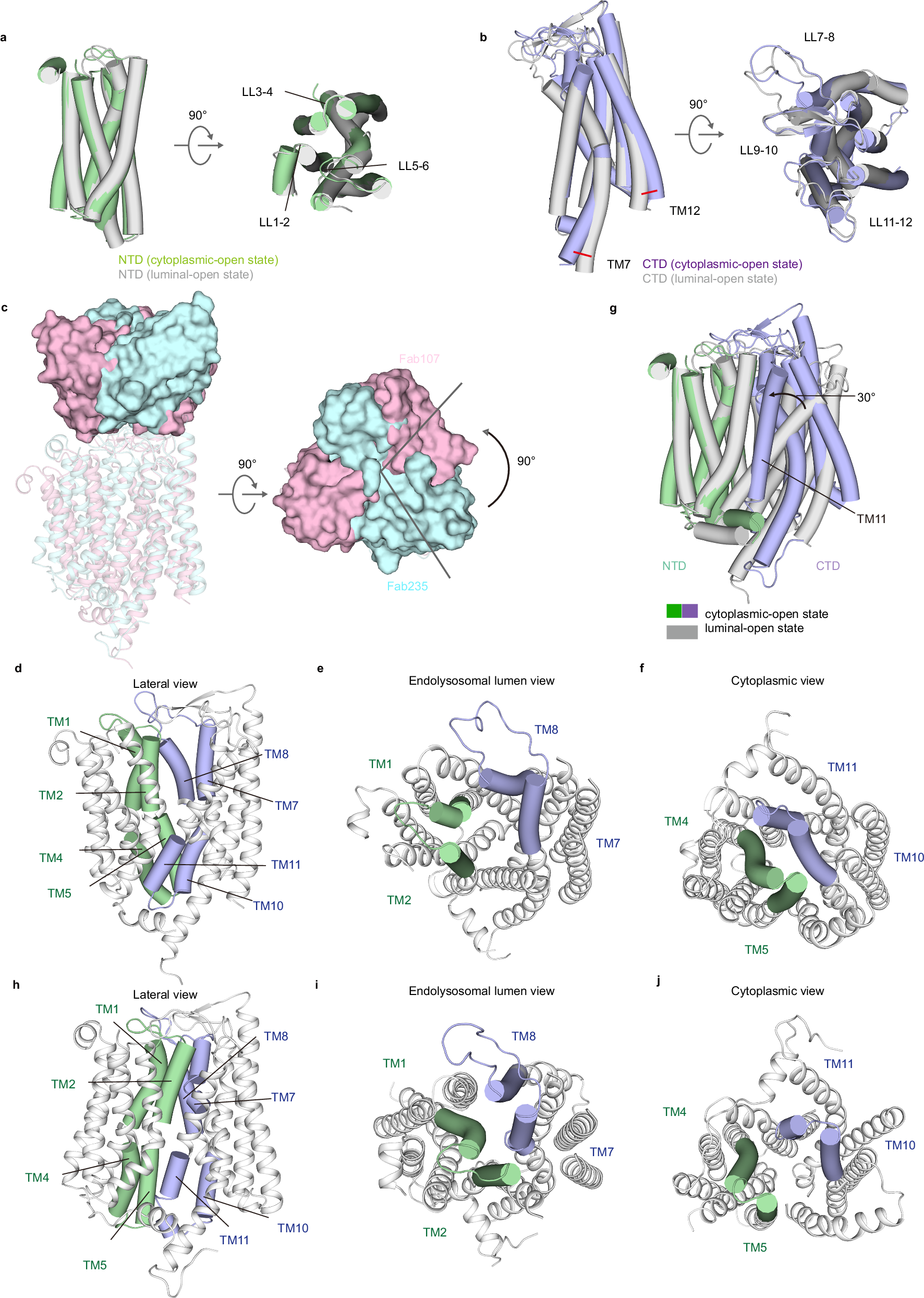 Fig. 4: Structural basis of hSLC15A4 state transitions.