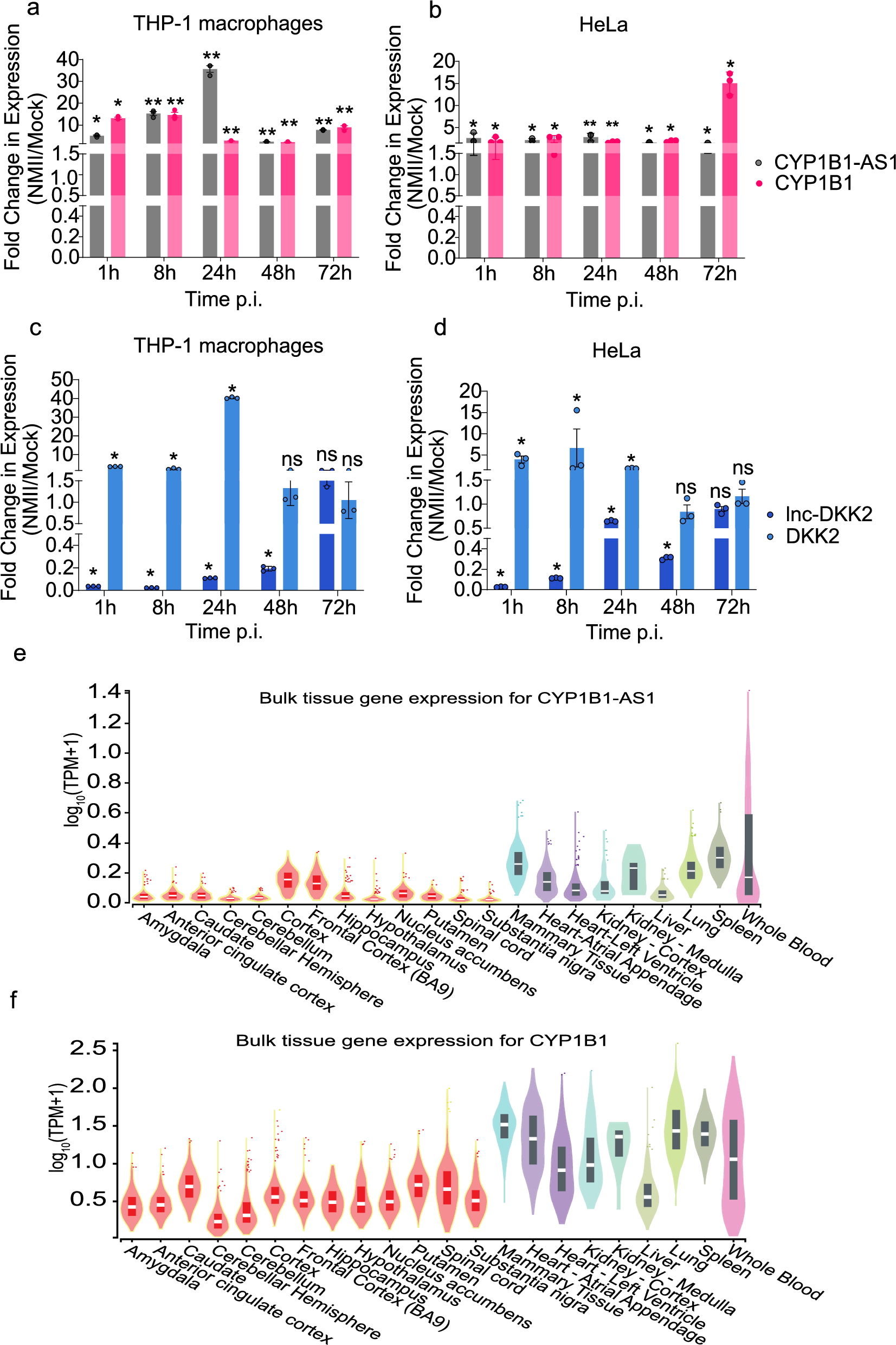 Fig. 3: Spatiotemporal expression of CYP1B1-AS1 and lnc-DKK2 during C.burnetii infection.