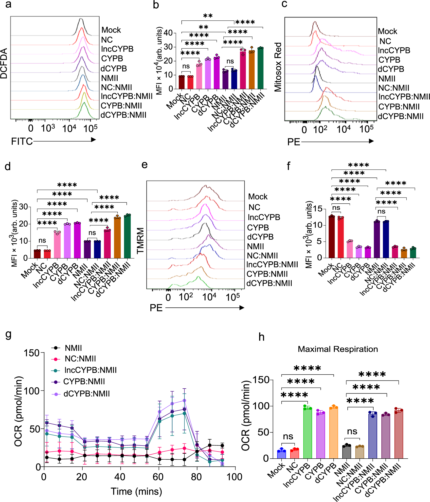 Fig. 8: Knockdown of CYP1B1-AS1 and CYP1B1 induces mitochondrial ROS and impairs mitochondrial function.