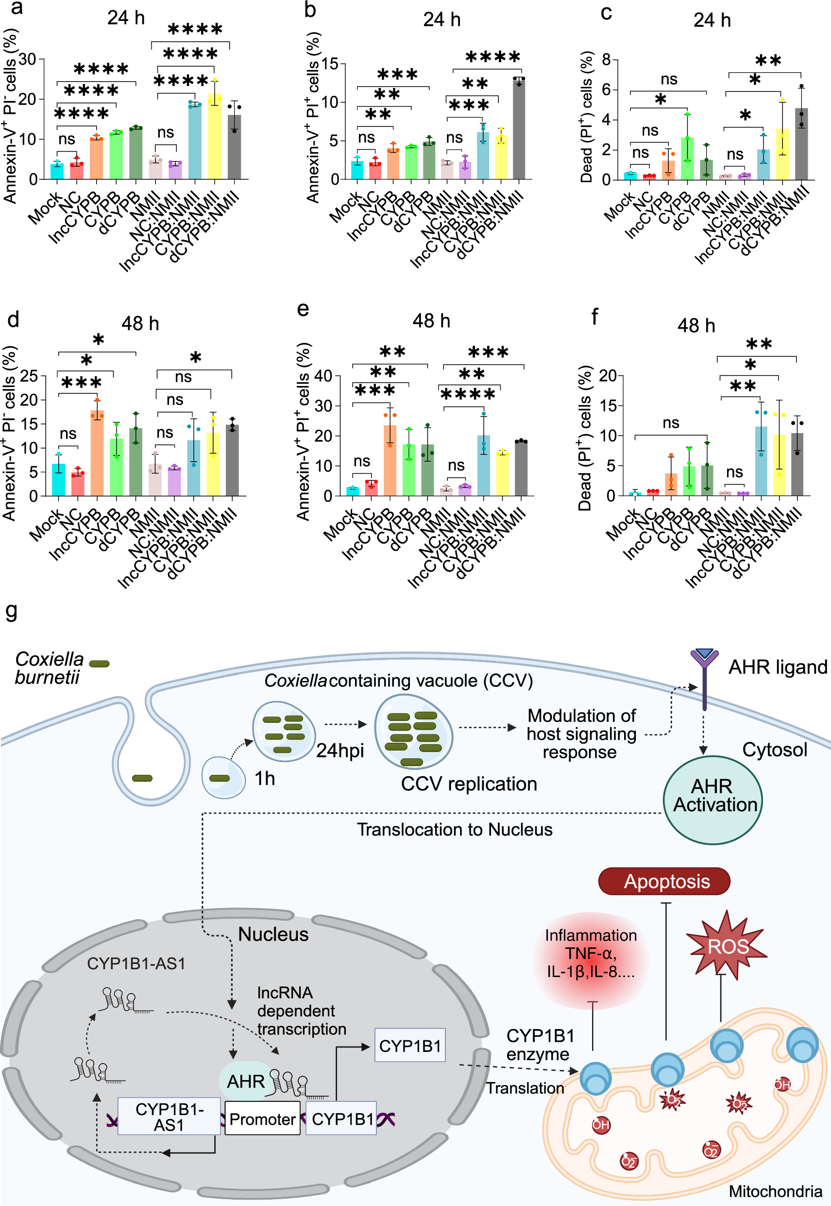 Fig. 9: CYP1B1-AS1 and CYP1B1 regulate mitochondrial ROS and inhibit apoptosis.