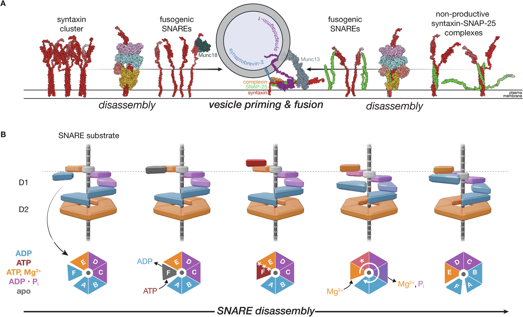 Fig. 10: An expanded model for NSF action across cellular and atomic scales.