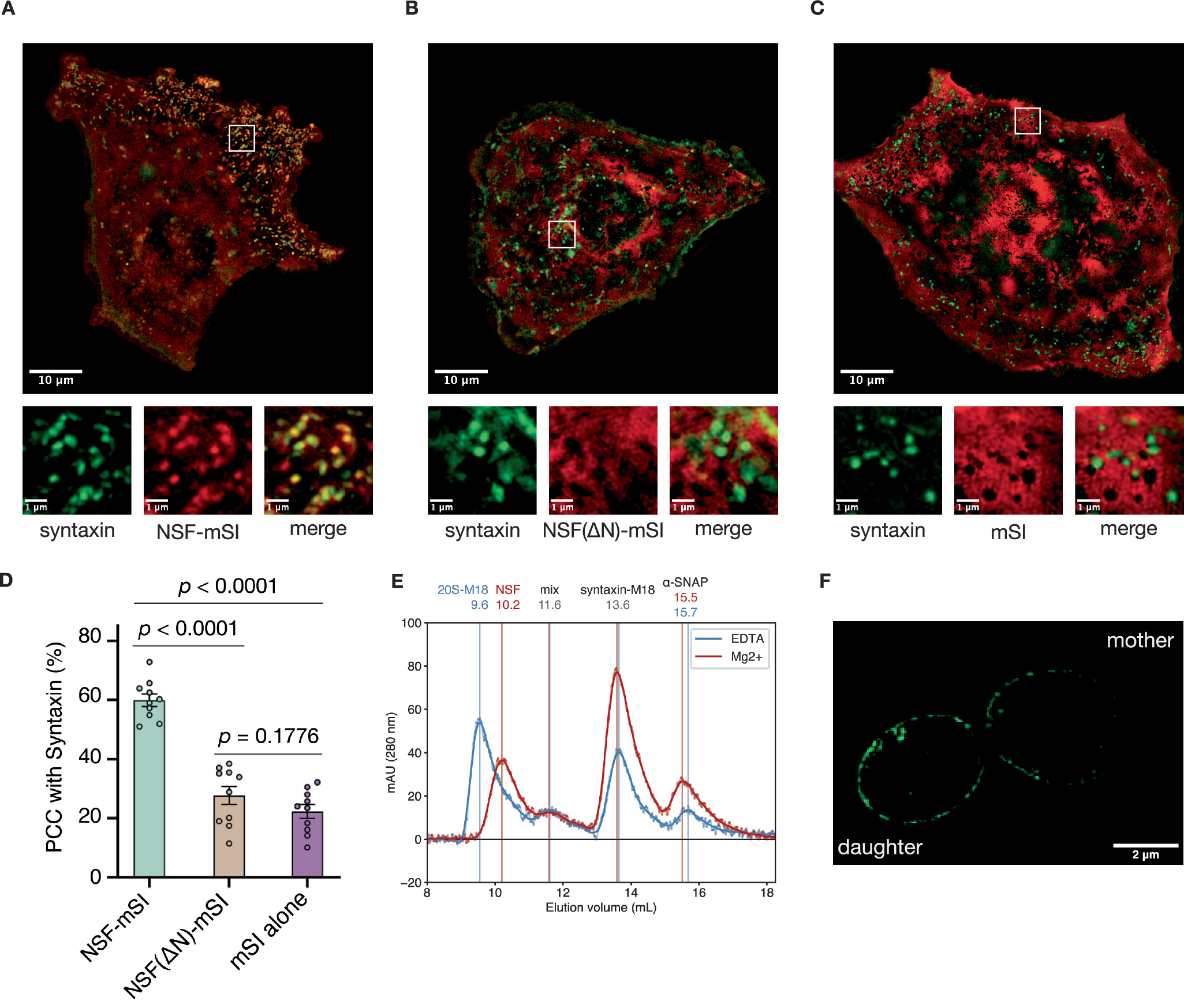 Fig. 1: NSF colocalizes to syntaxin nanodomains in an N-domain dependent manner and disassembles syntaxin oligomers.